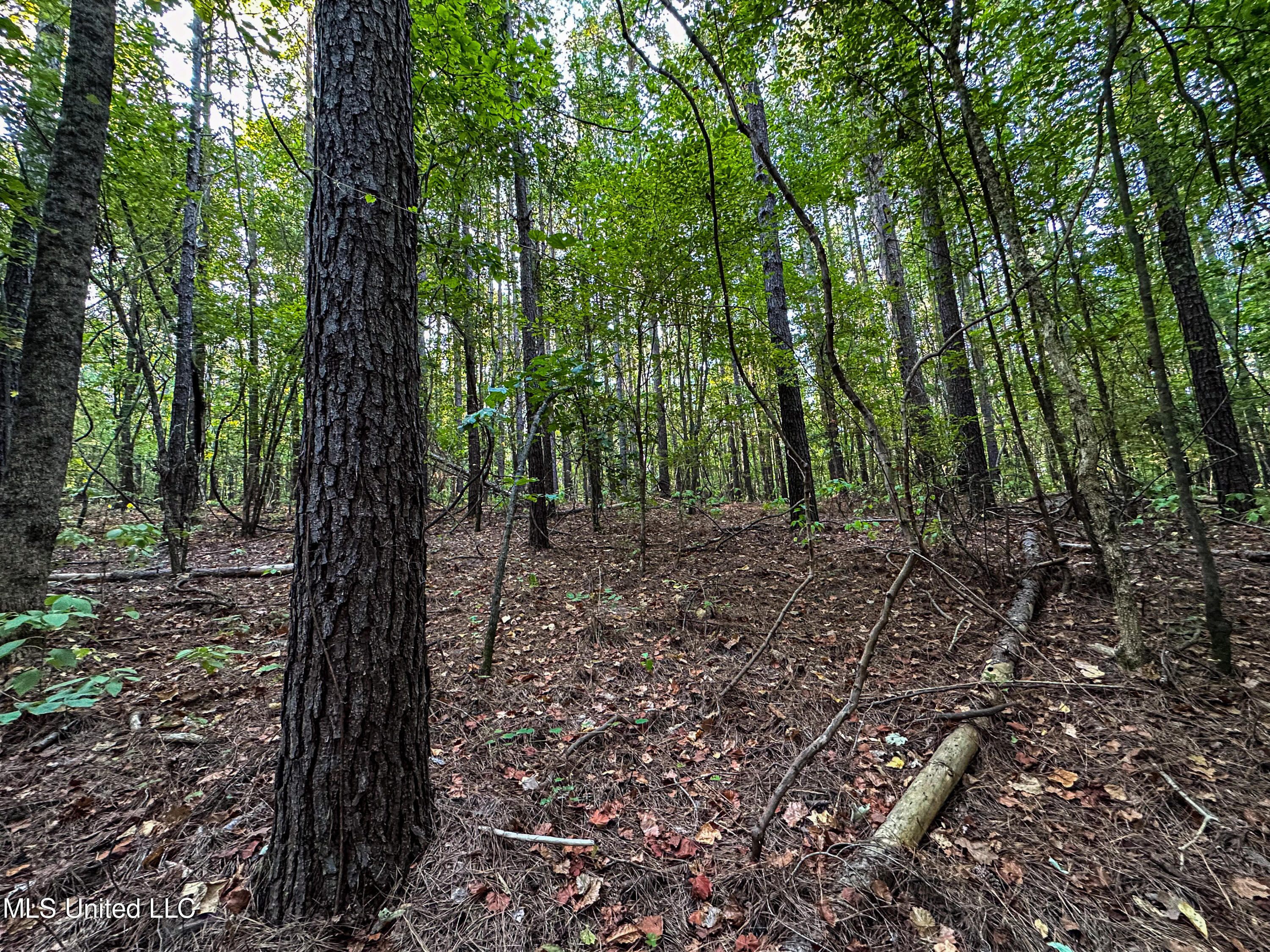 Hendrix Road, Coffeeville, Mississippi image 20