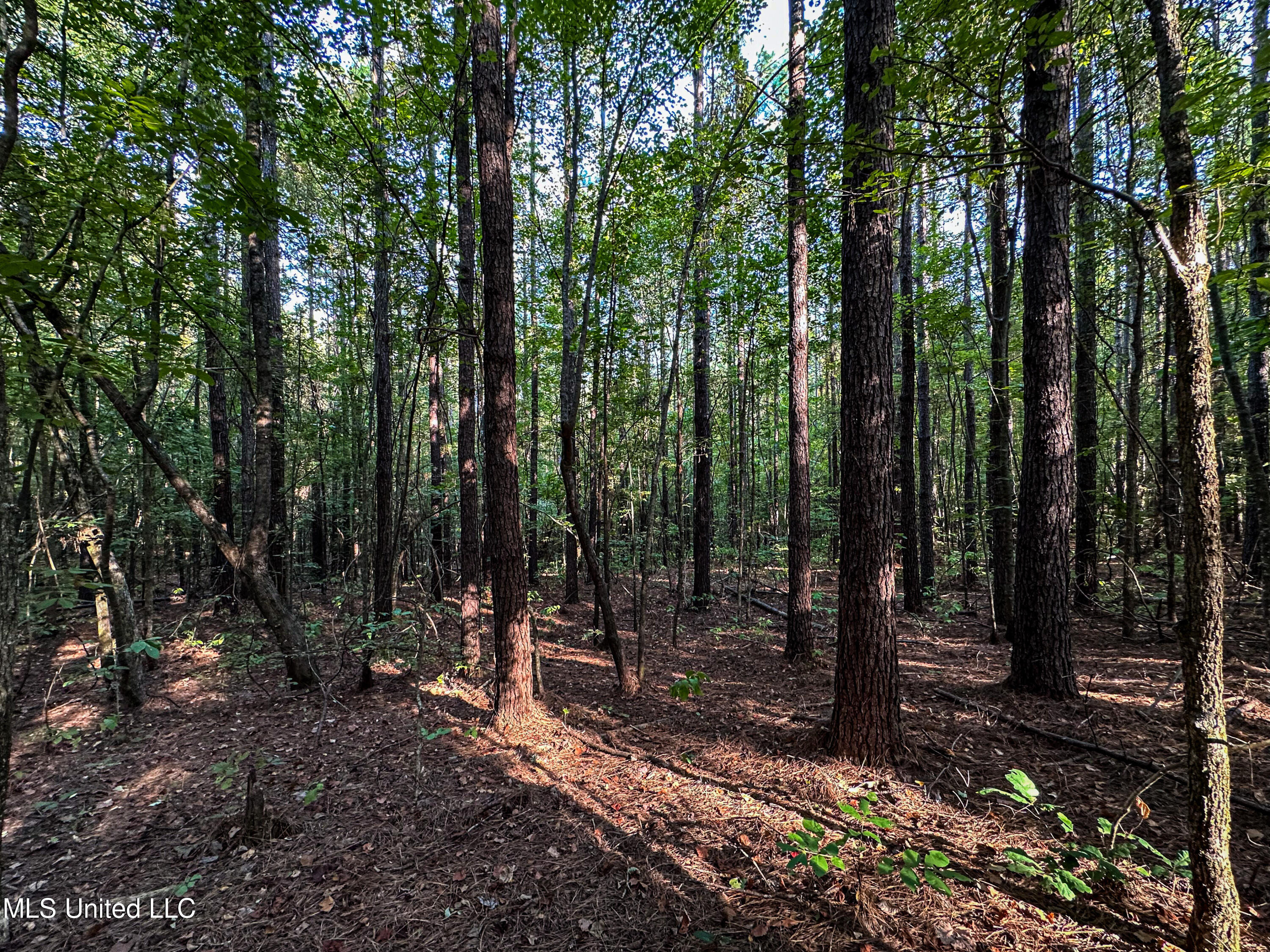 Hendrix Road, Coffeeville, Mississippi image 38