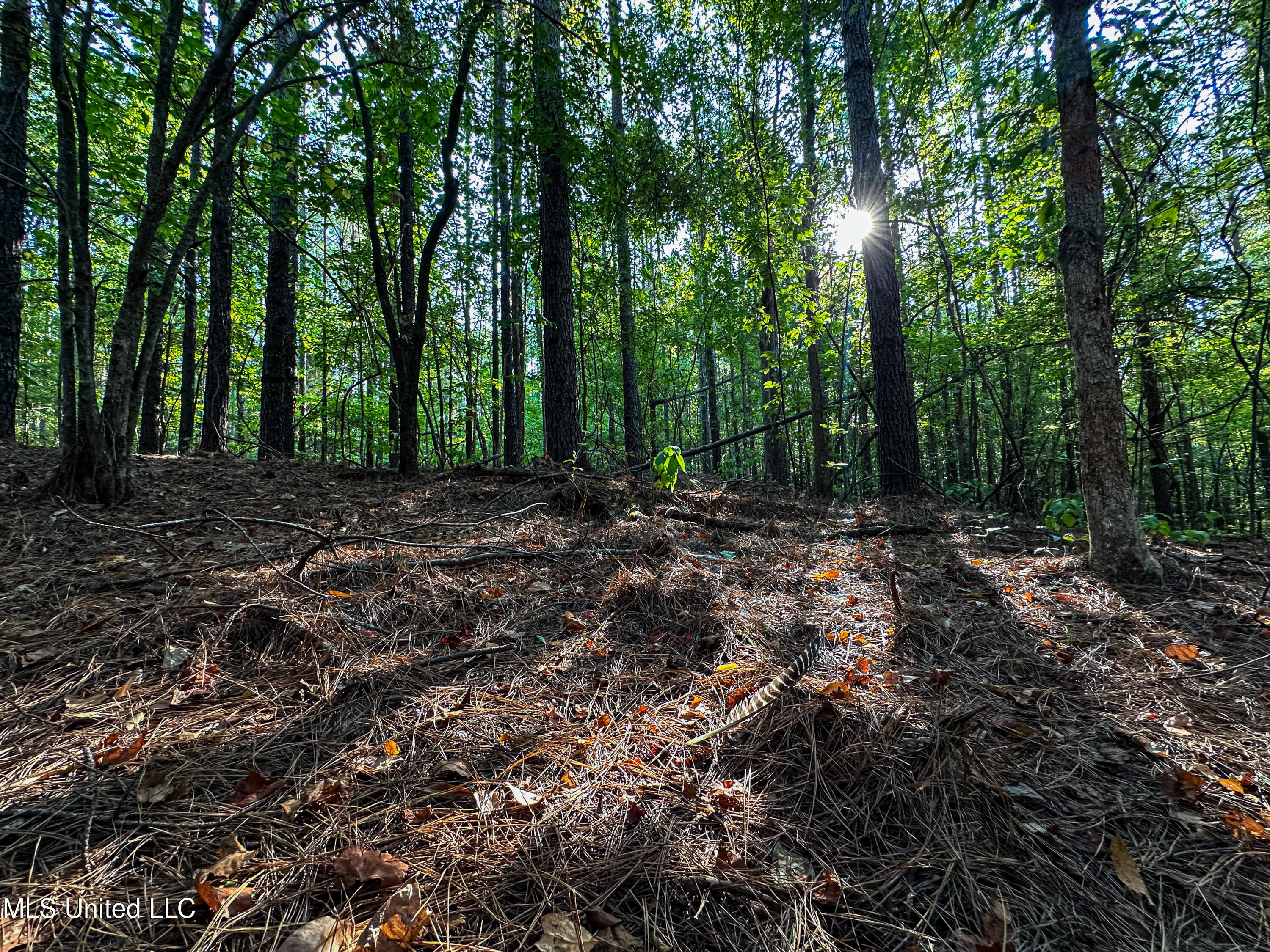 Hendrix Road, Coffeeville, Mississippi image 5