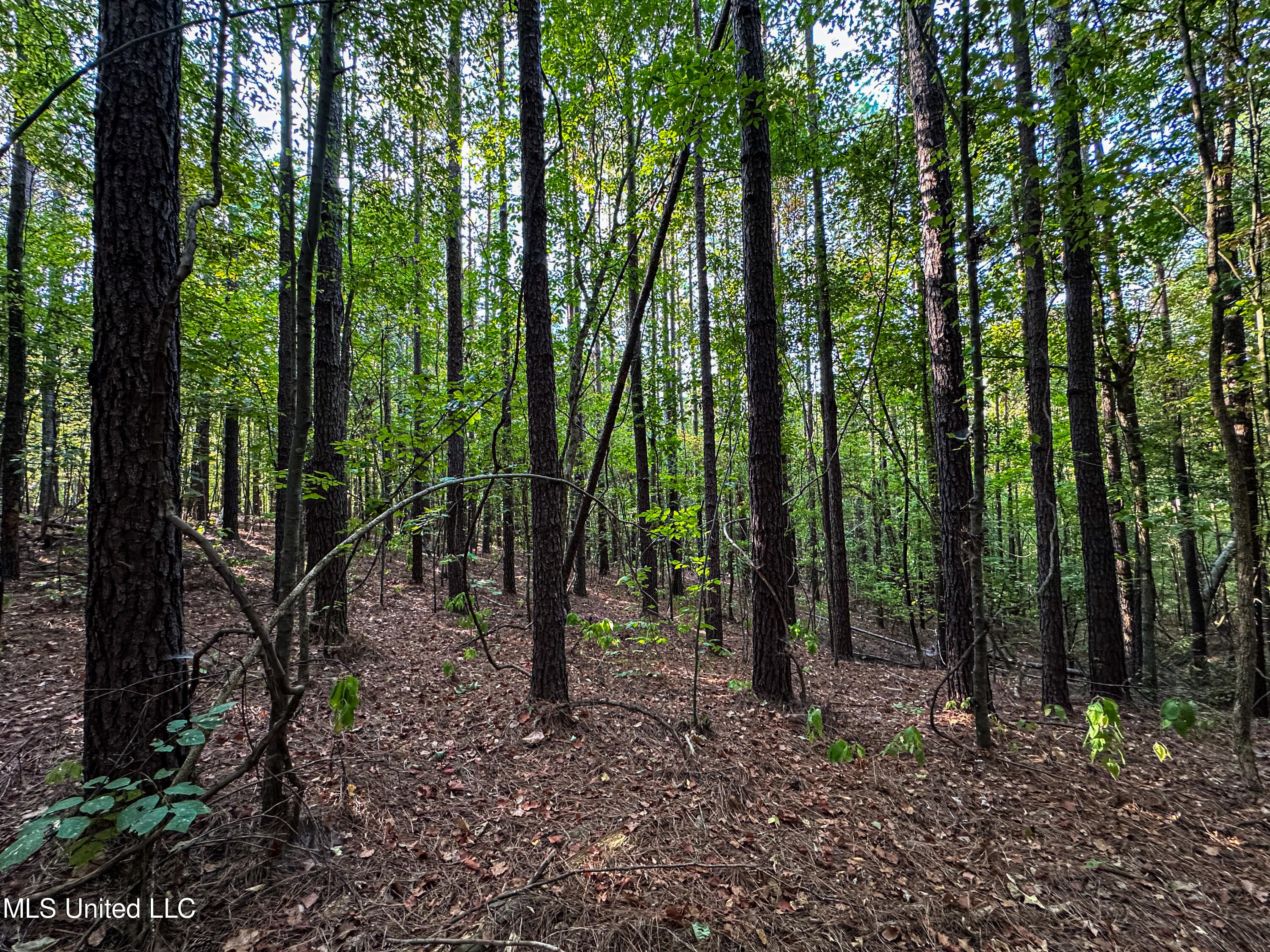 Hendrix Road, Coffeeville, Mississippi image 33