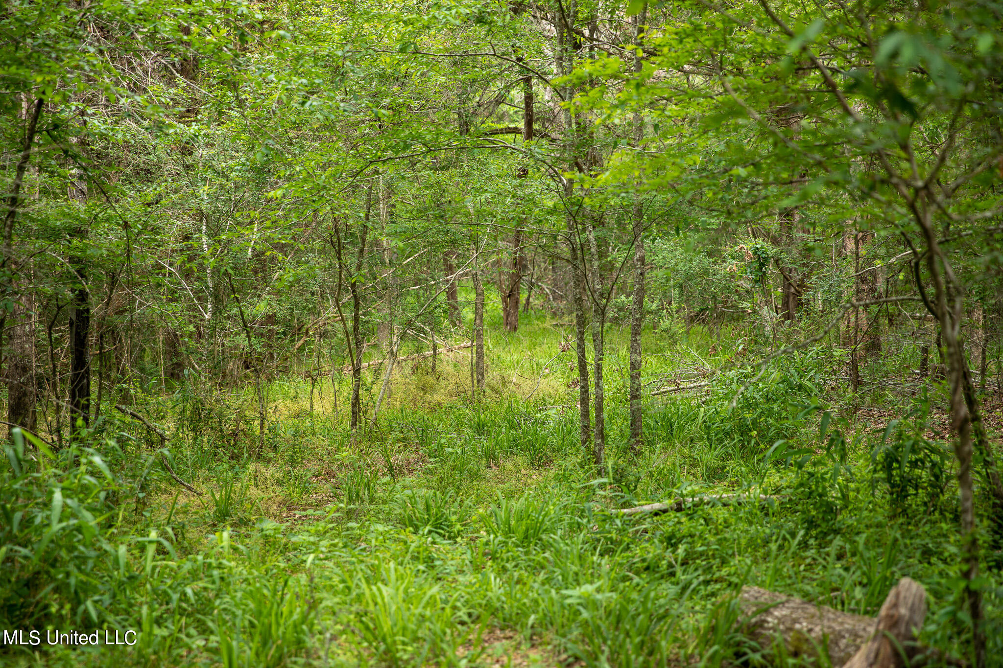 Pardue Rd Road, Raymond, Mississippi image 19