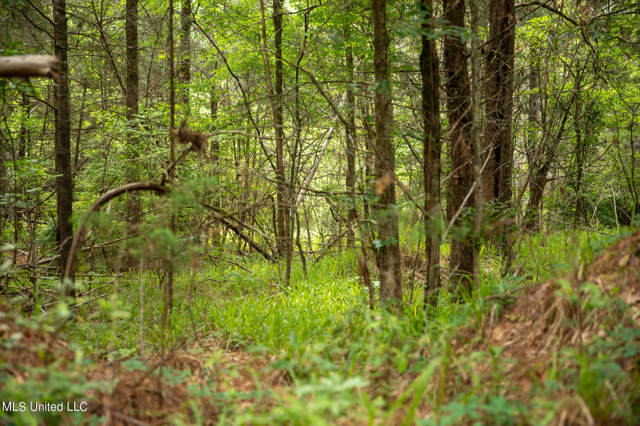 Pardue Rd Road, Raymond, Mississippi image 31