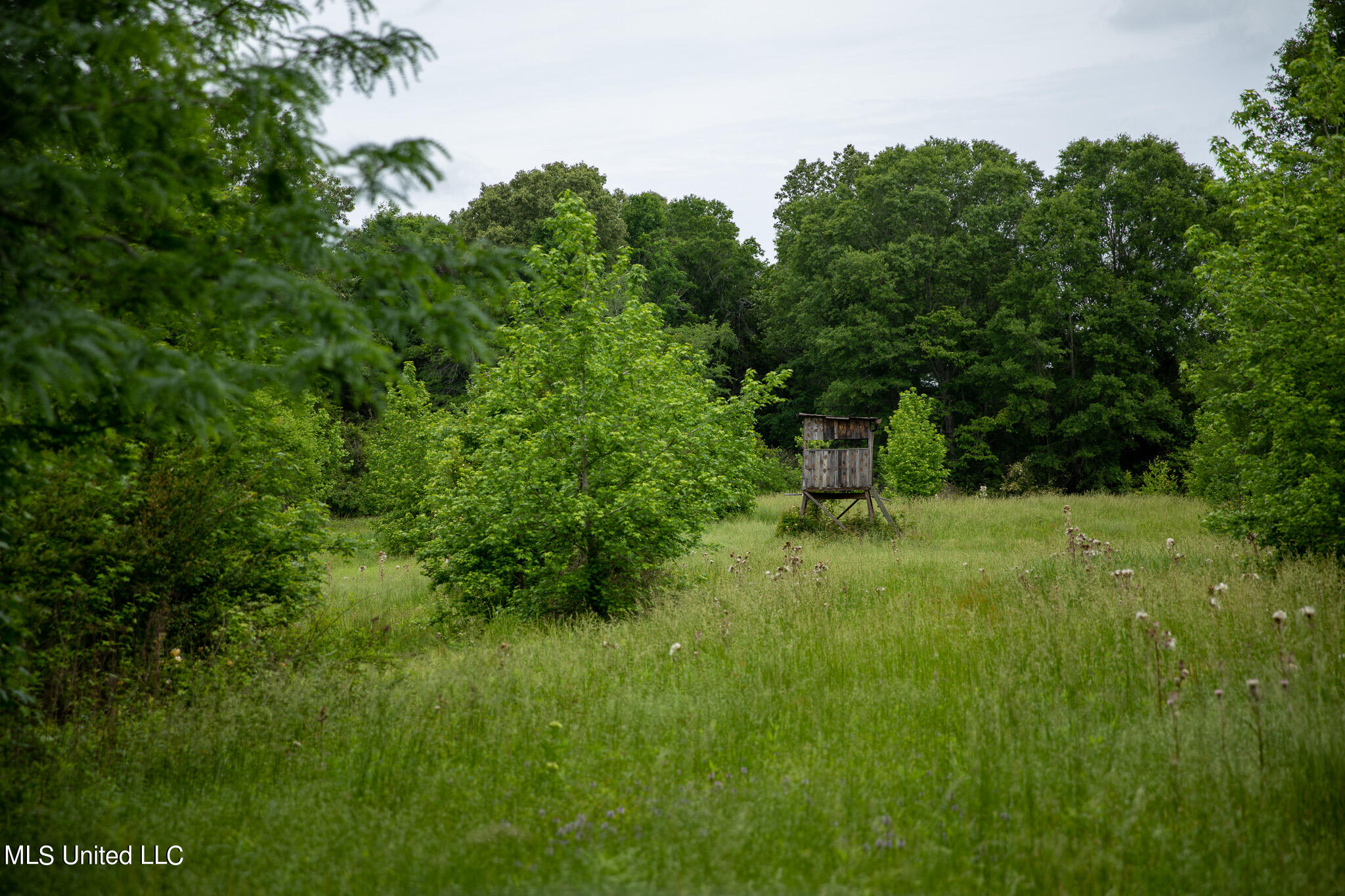 Pardue Rd Road, Raymond, Mississippi image 35