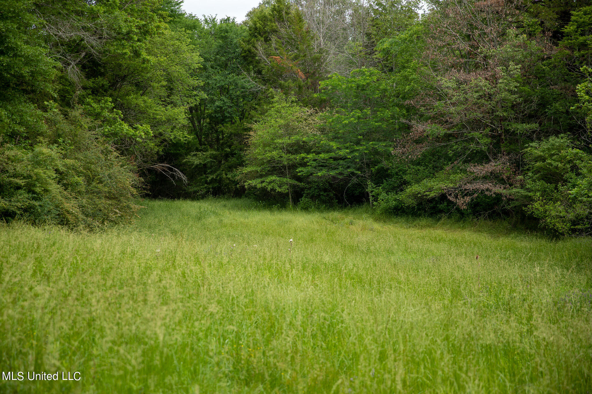 Pardue Rd Road, Raymond, Mississippi image 44