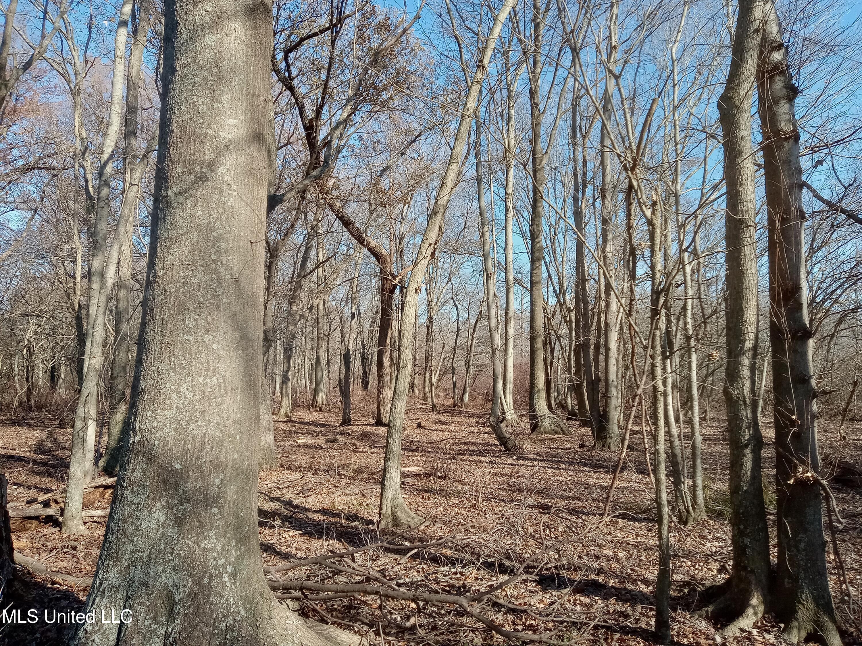 Kinlock Road, Indianola, Mississippi image 3