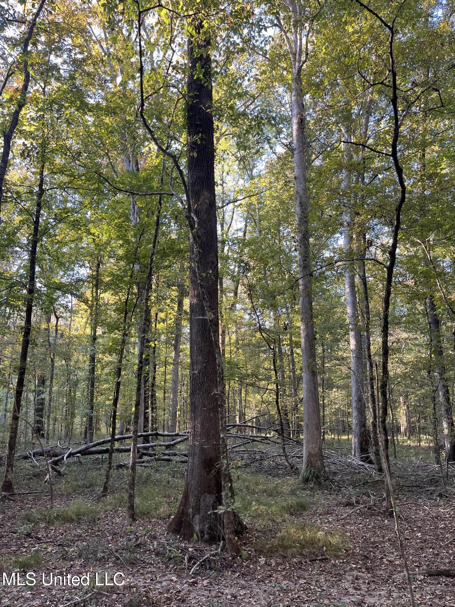 Percy Davis Road, Bolton, Mississippi image 18