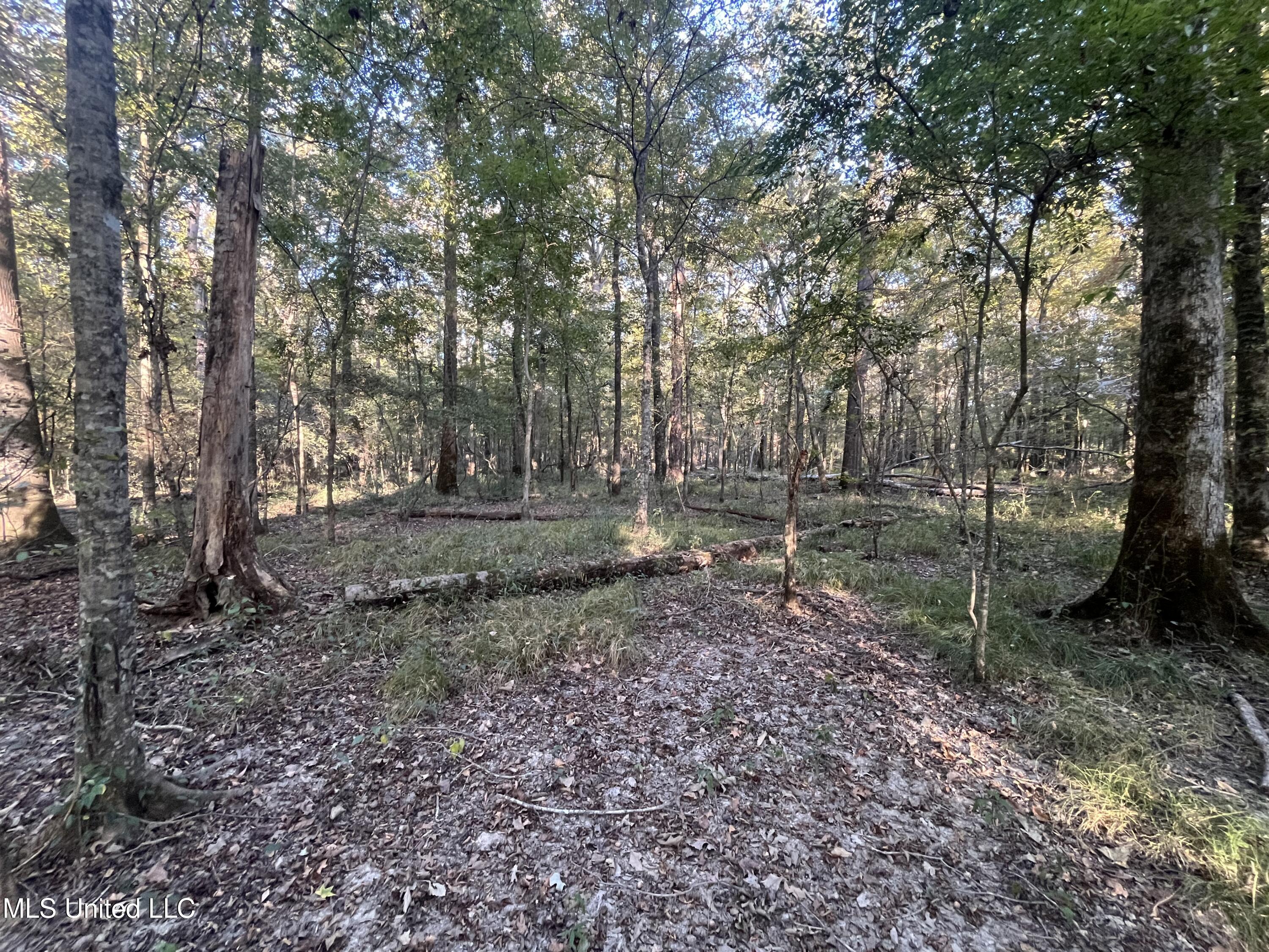 Percy Davis Road, Bolton, Mississippi image 19