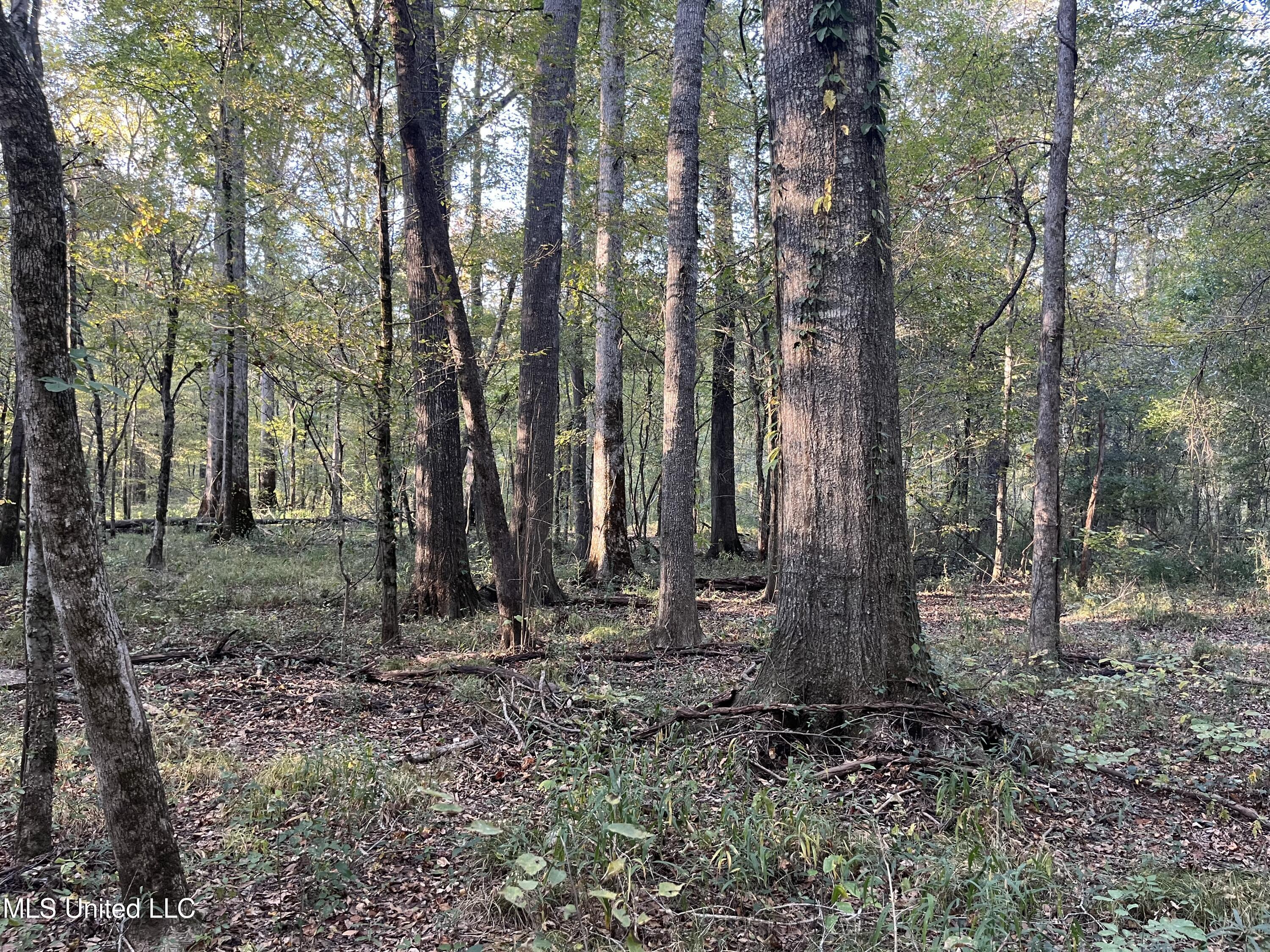 Percy Davis Road, Bolton, Mississippi image 32