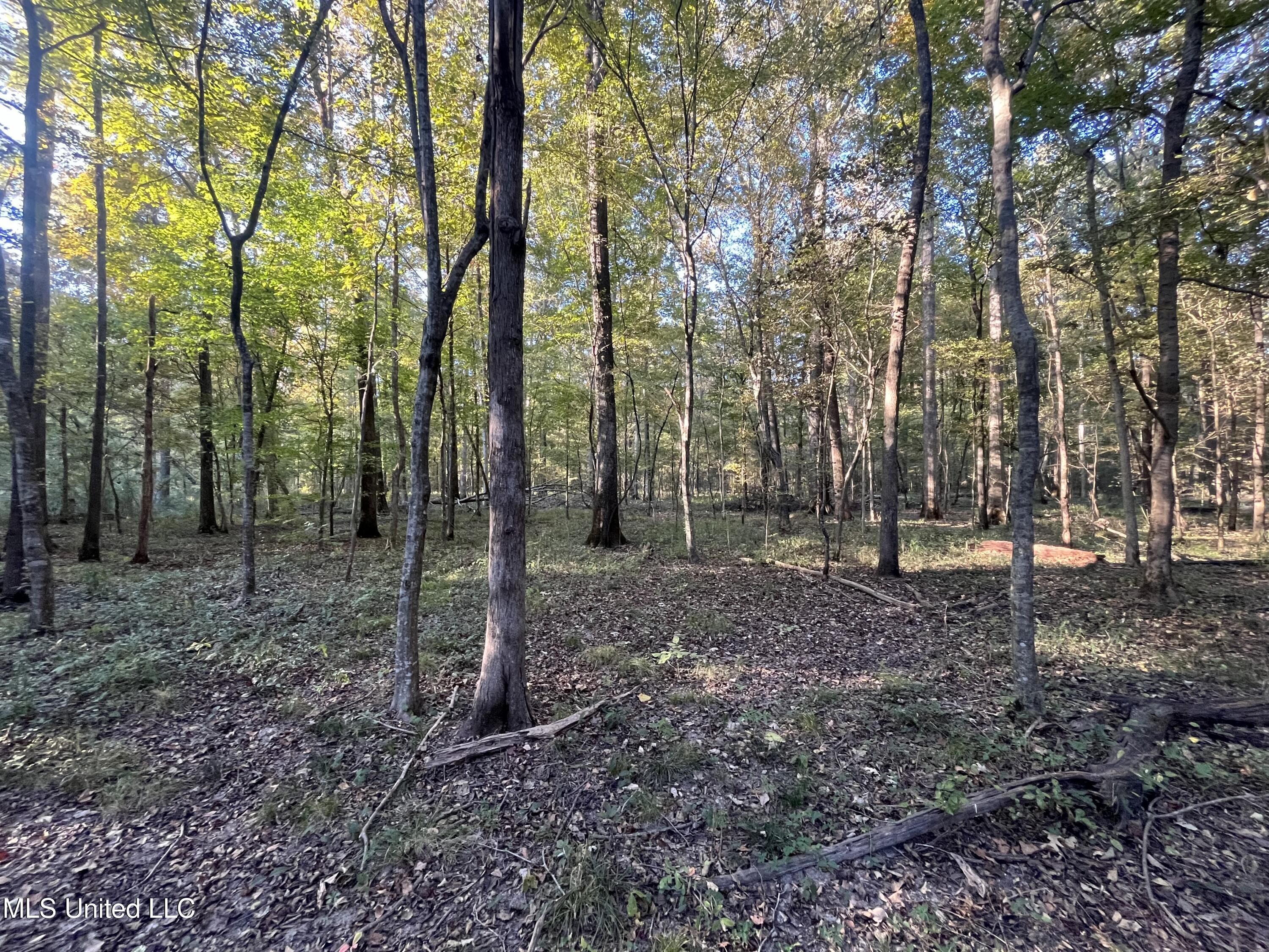 Percy Davis Road, Bolton, Mississippi image 16