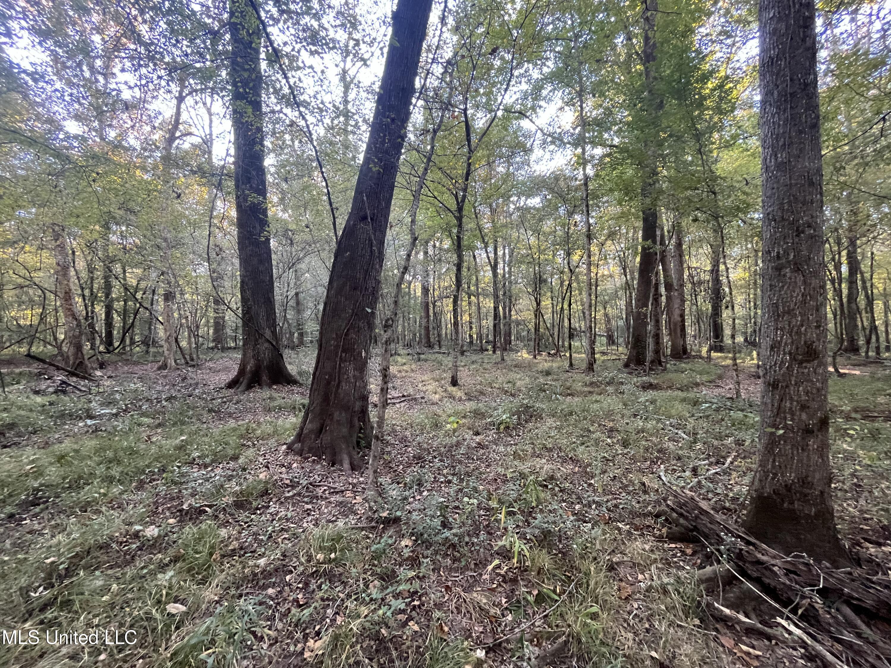 Percy Davis Road, Bolton, Mississippi image 30