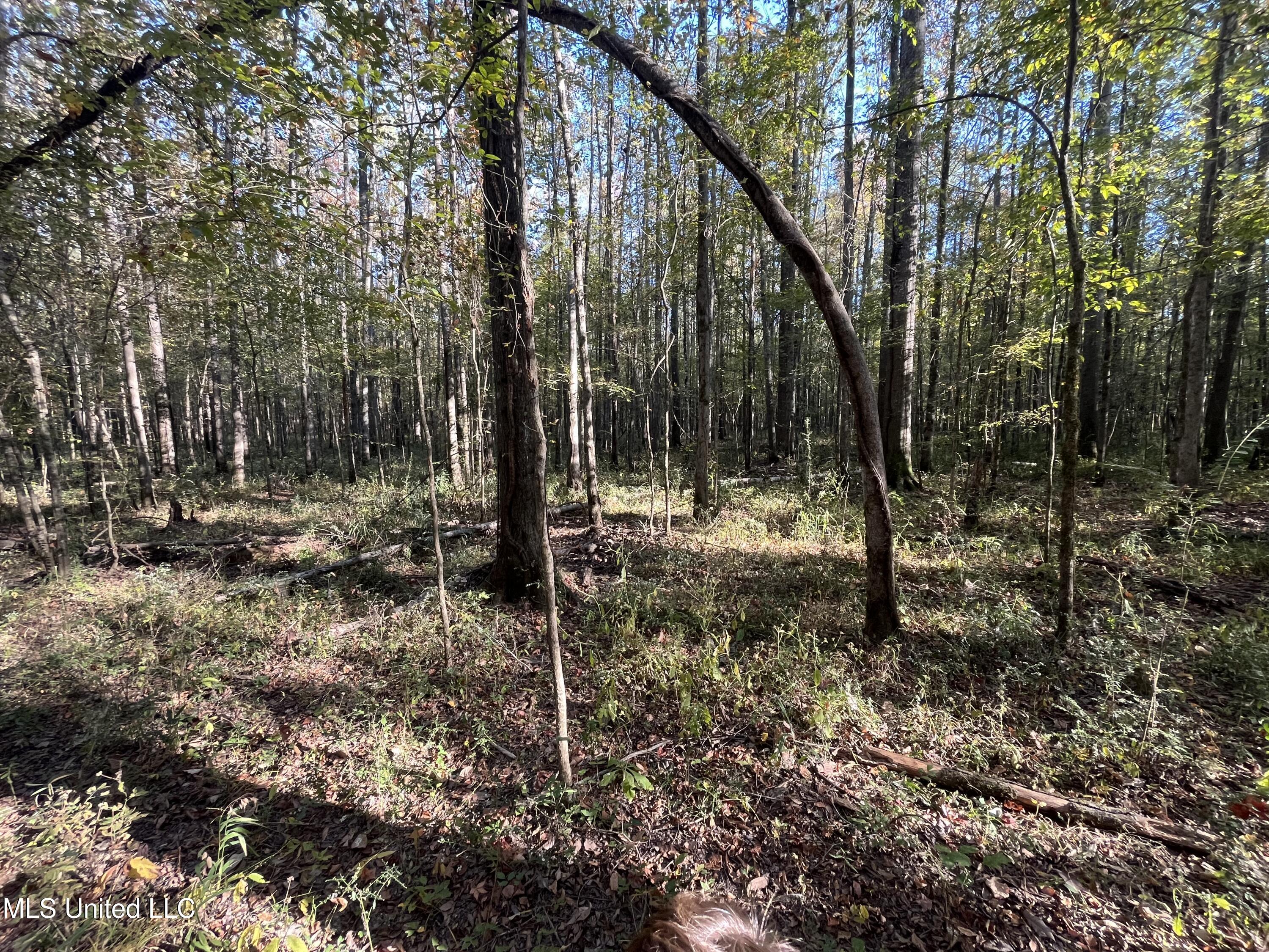 Percy Davis Road, Bolton, Mississippi image 2