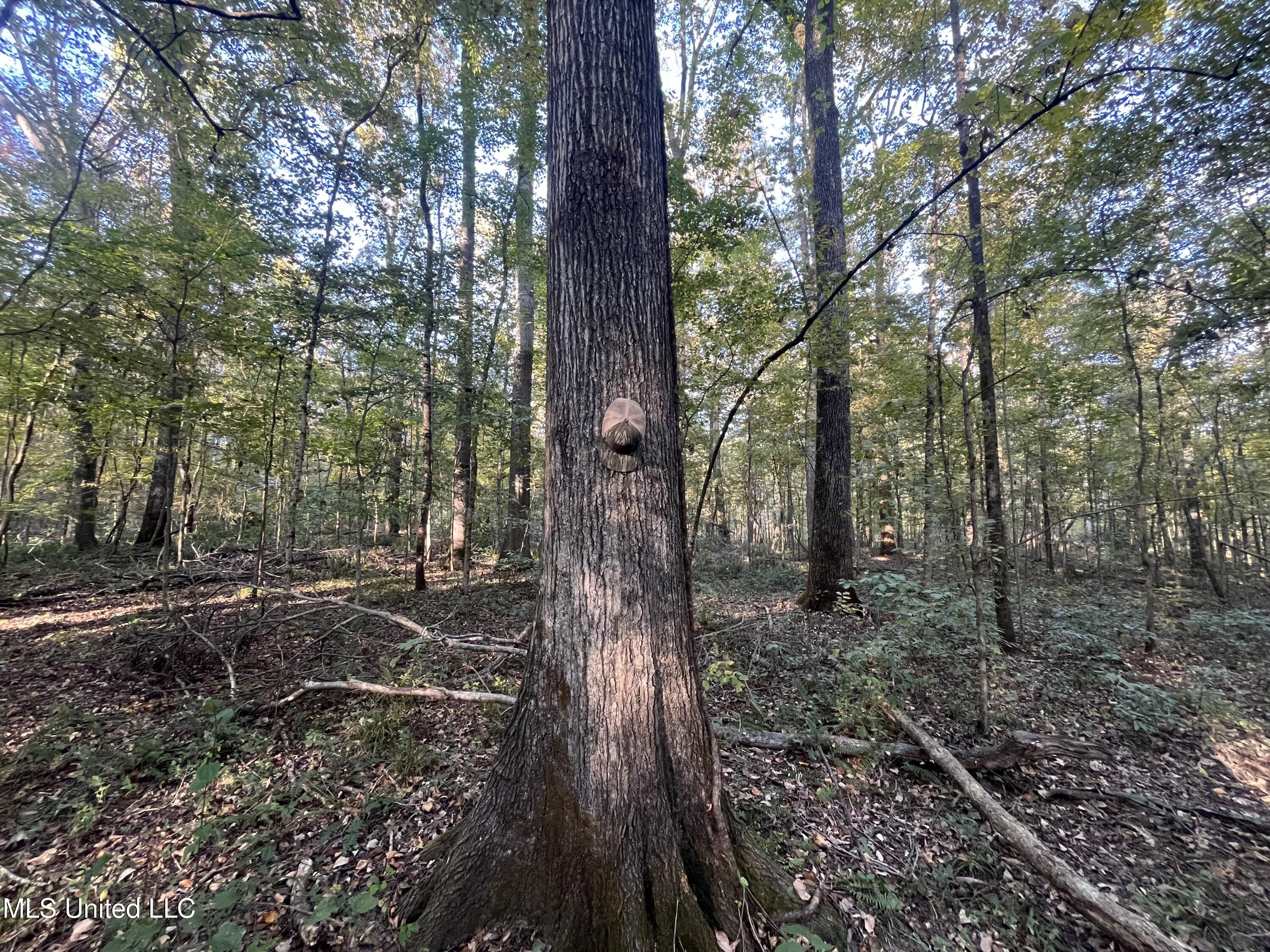 Percy Davis Road, Bolton, Mississippi image 6