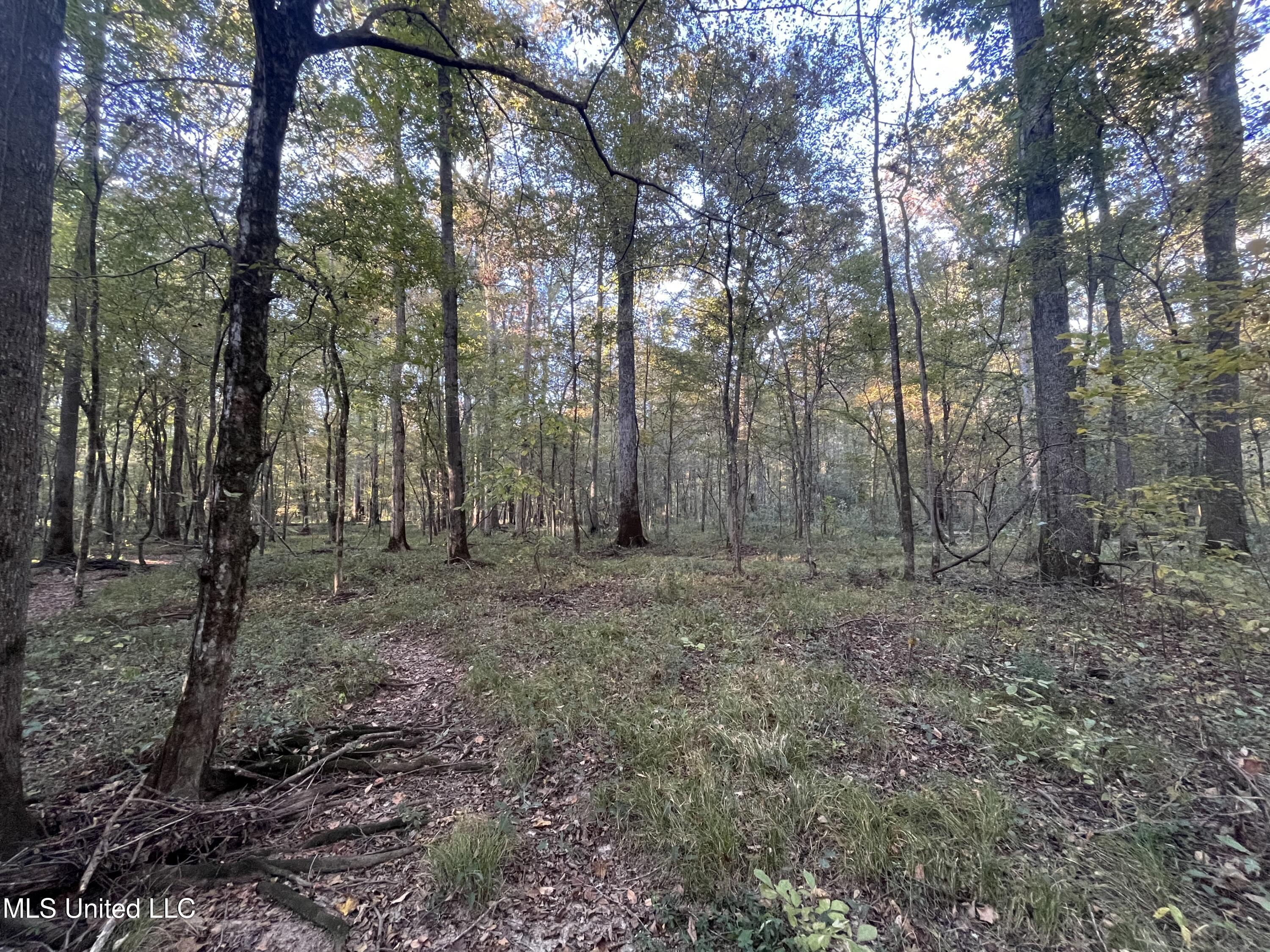 Percy Davis Road, Bolton, Mississippi image 28