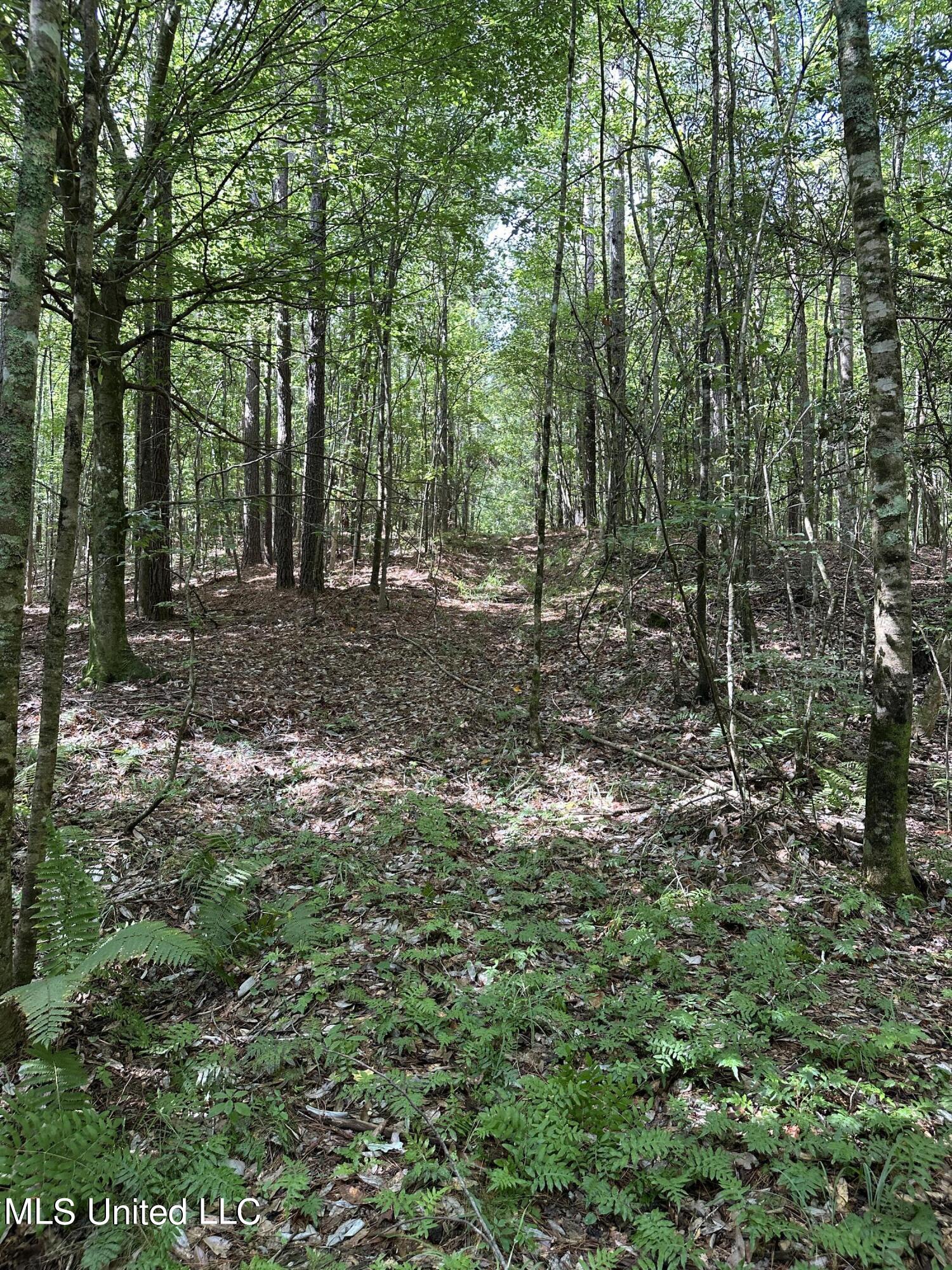 Indian Mound Ridge, Brandon, Mississippi image 12