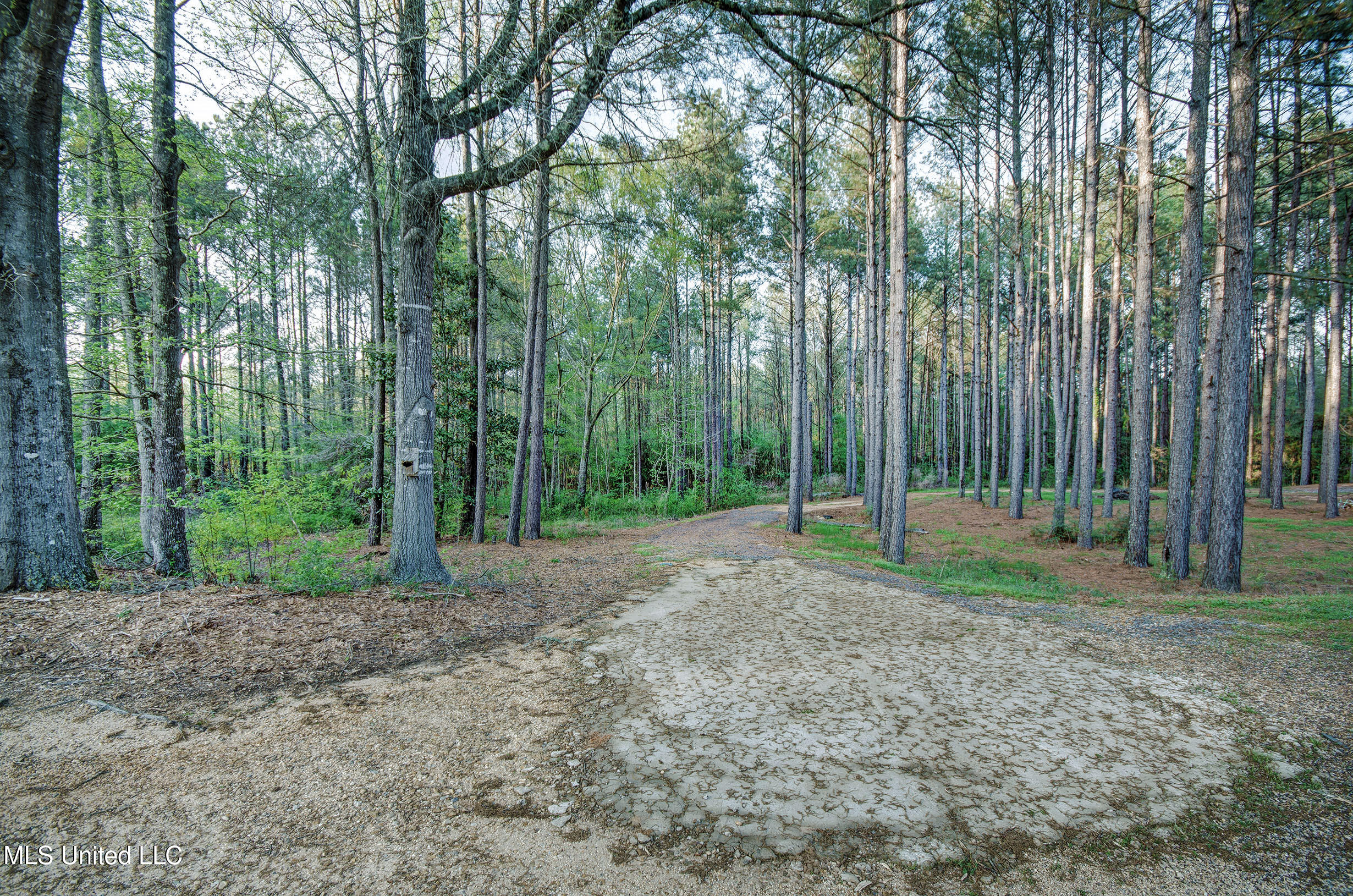 329 County Line Road, Mendenhall, Mississippi image 4