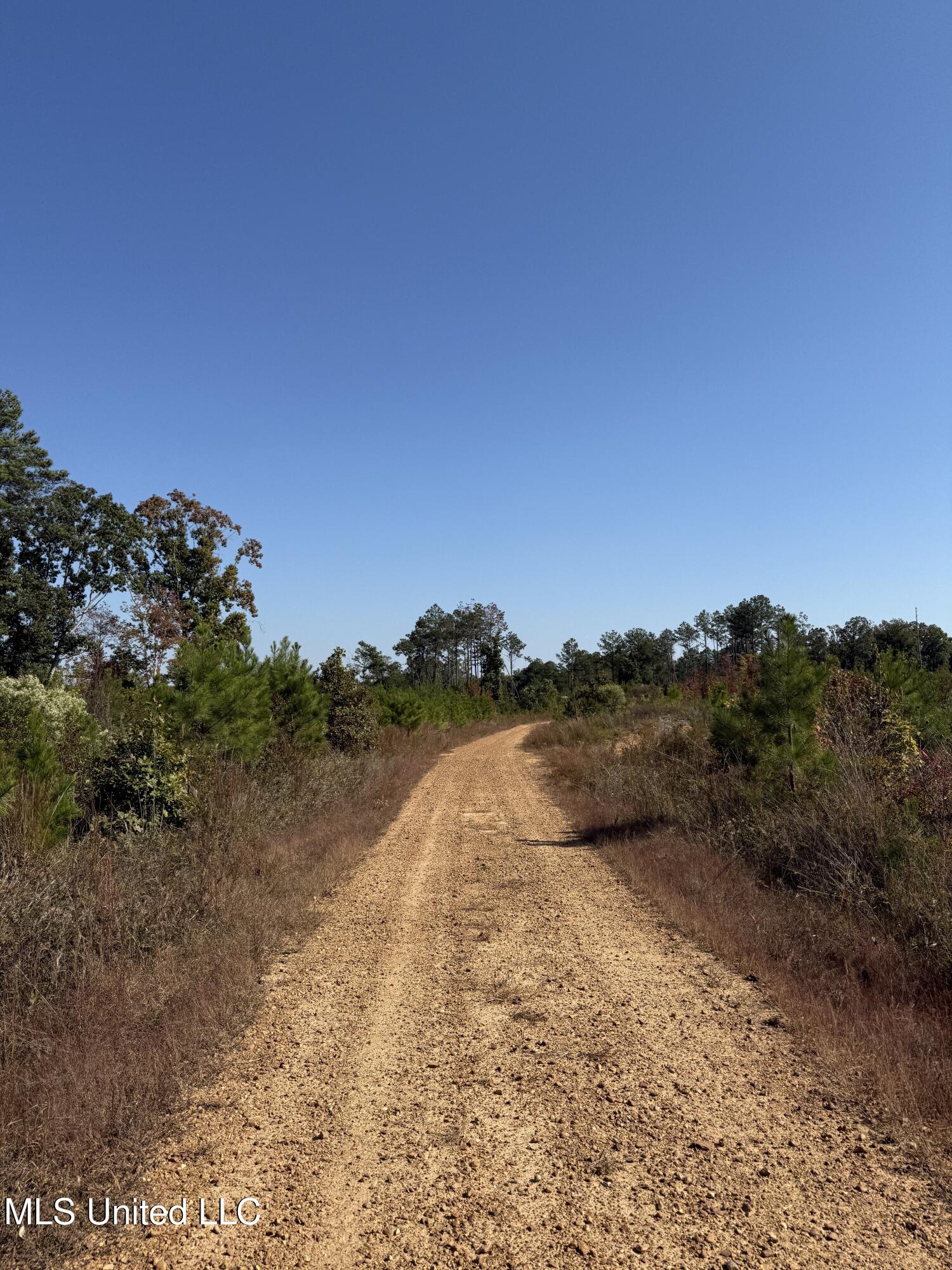 Off Highway 65, Coffeeville, Mississippi image 4