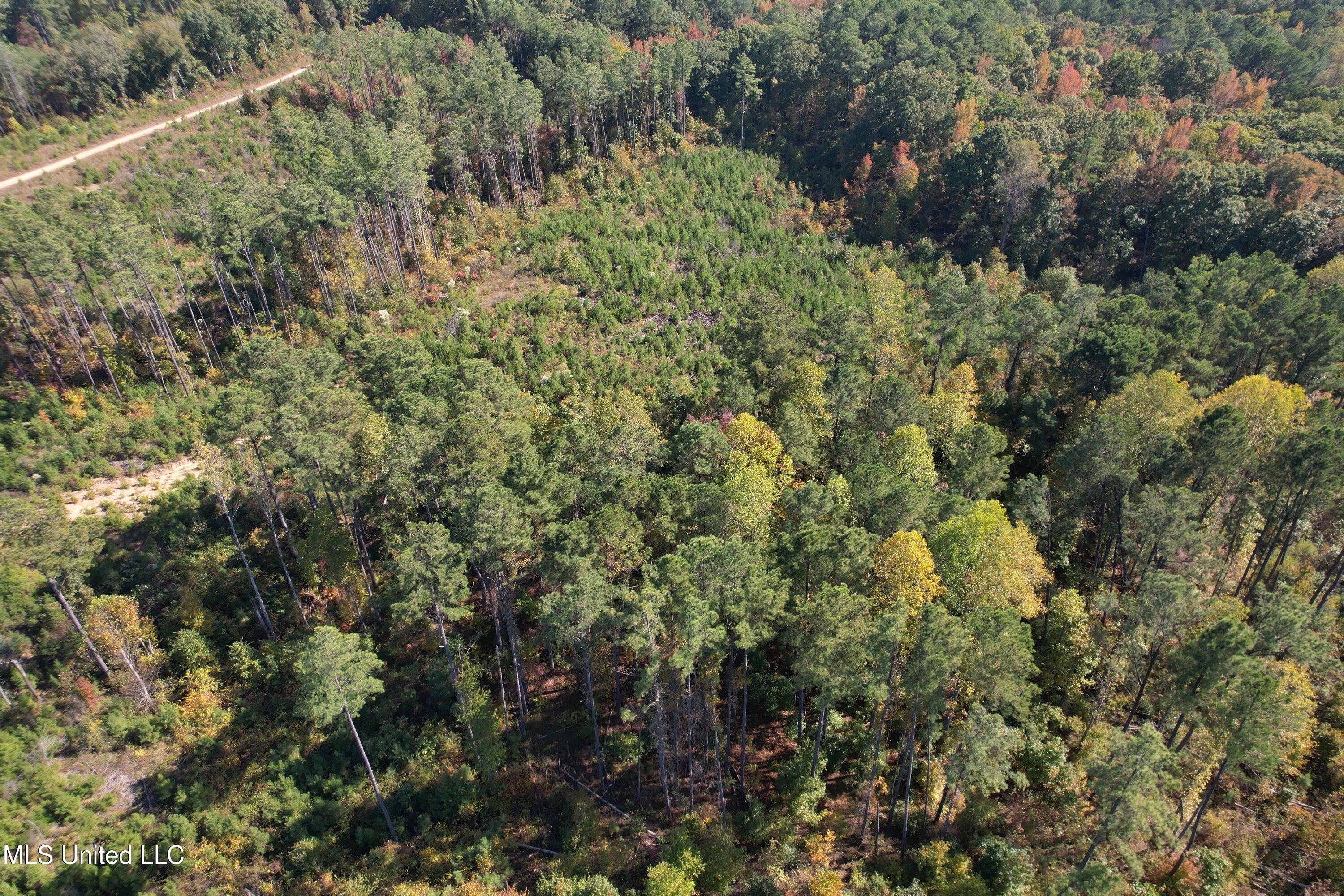 Off Highway 65, Coffeeville, Mississippi image 9