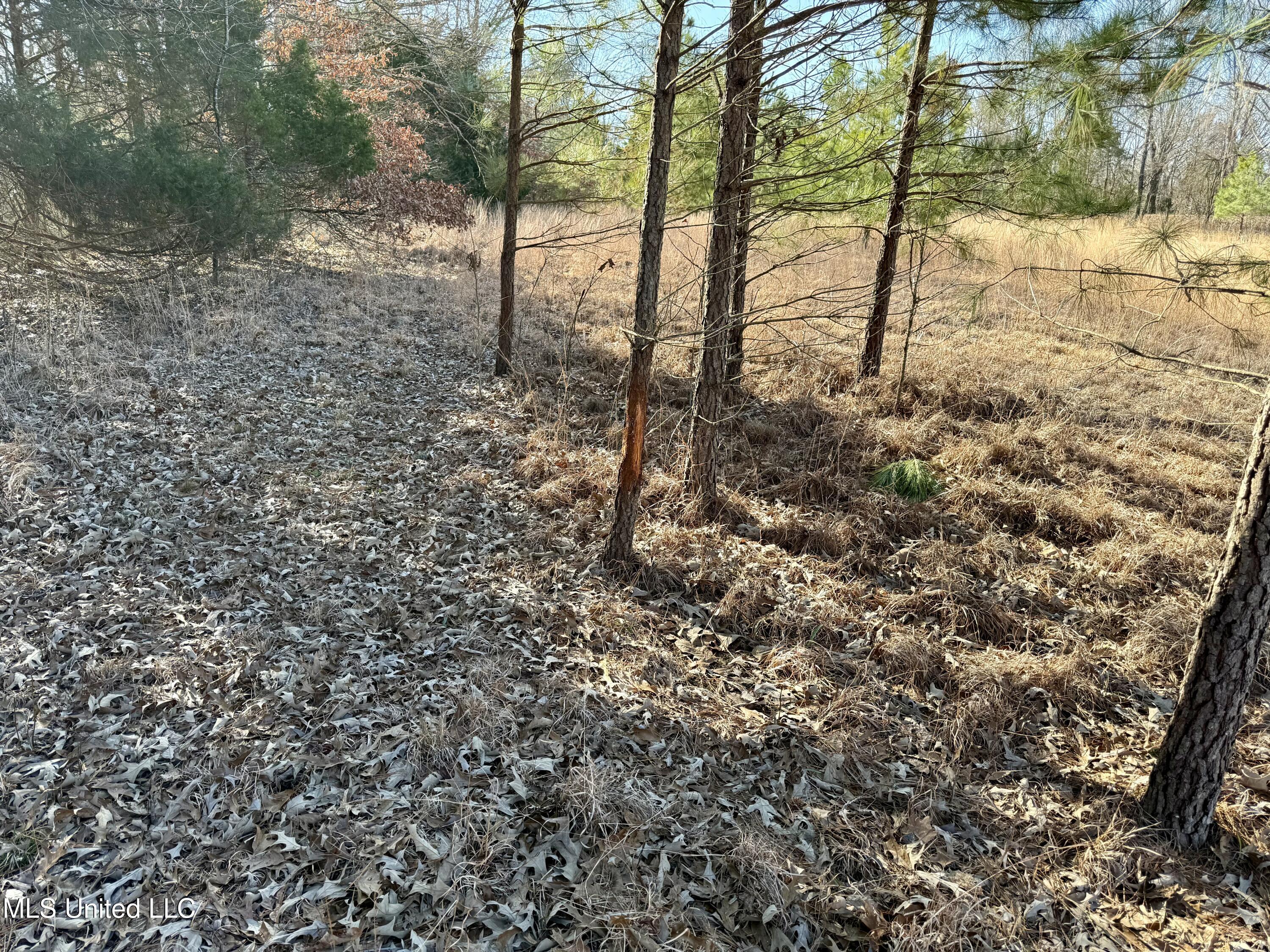 N Crockett Rd, Senatobia, Mississippi image 15