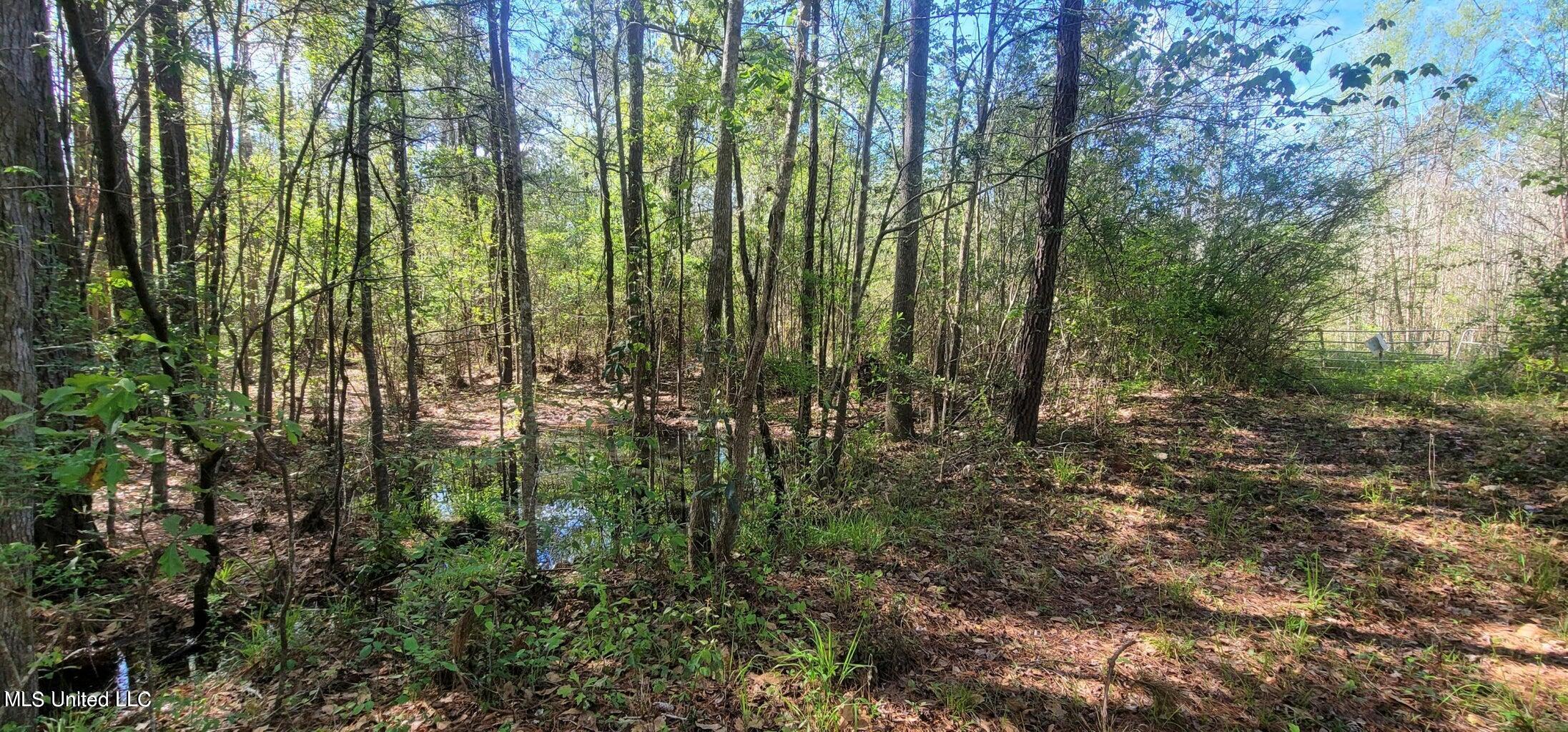 Nhn Dupont Harts Chapel Road, Poplarville, Mississippi image 4