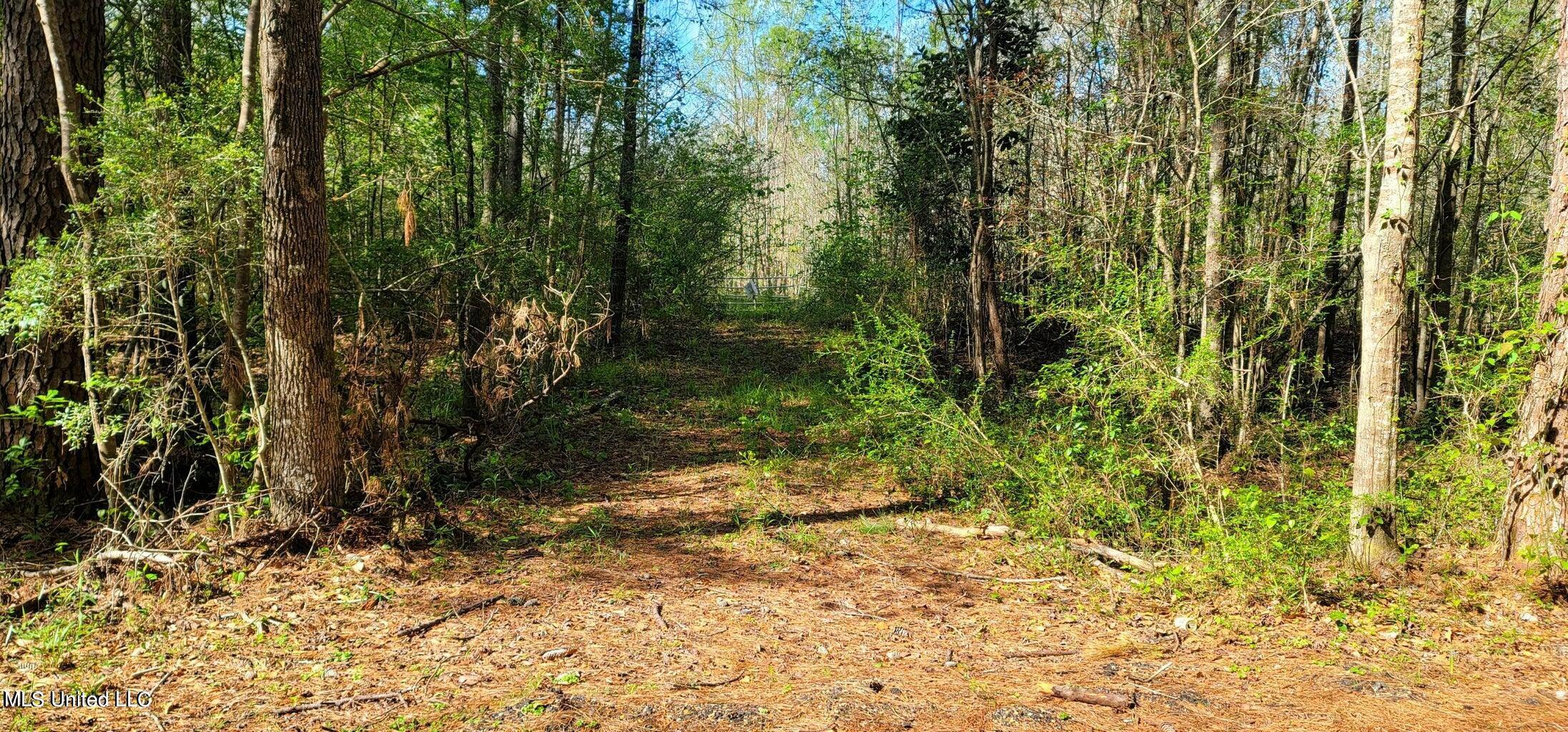 Nhn Dupont Harts Chapel Road, Poplarville, Mississippi image 3