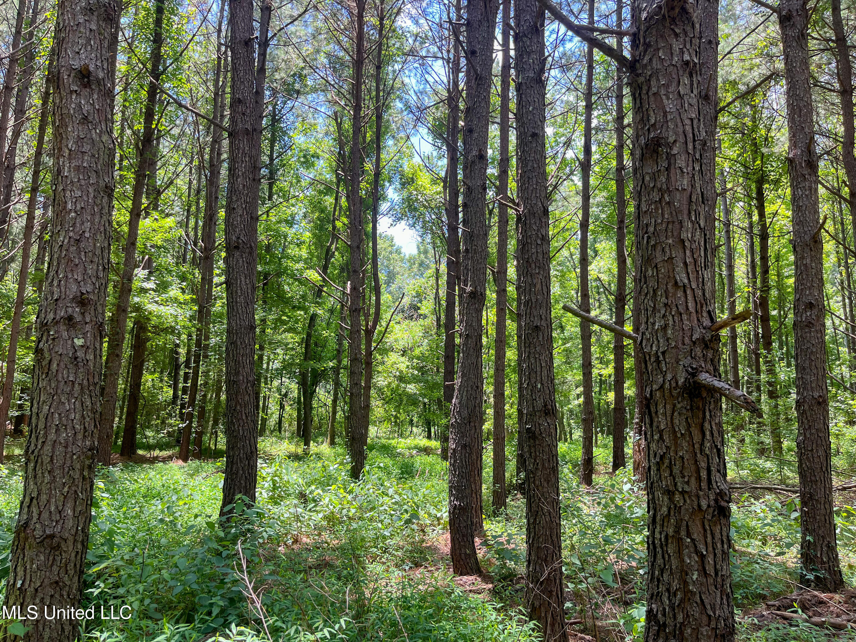 Raymond Road, Jackson, Mississippi image 44