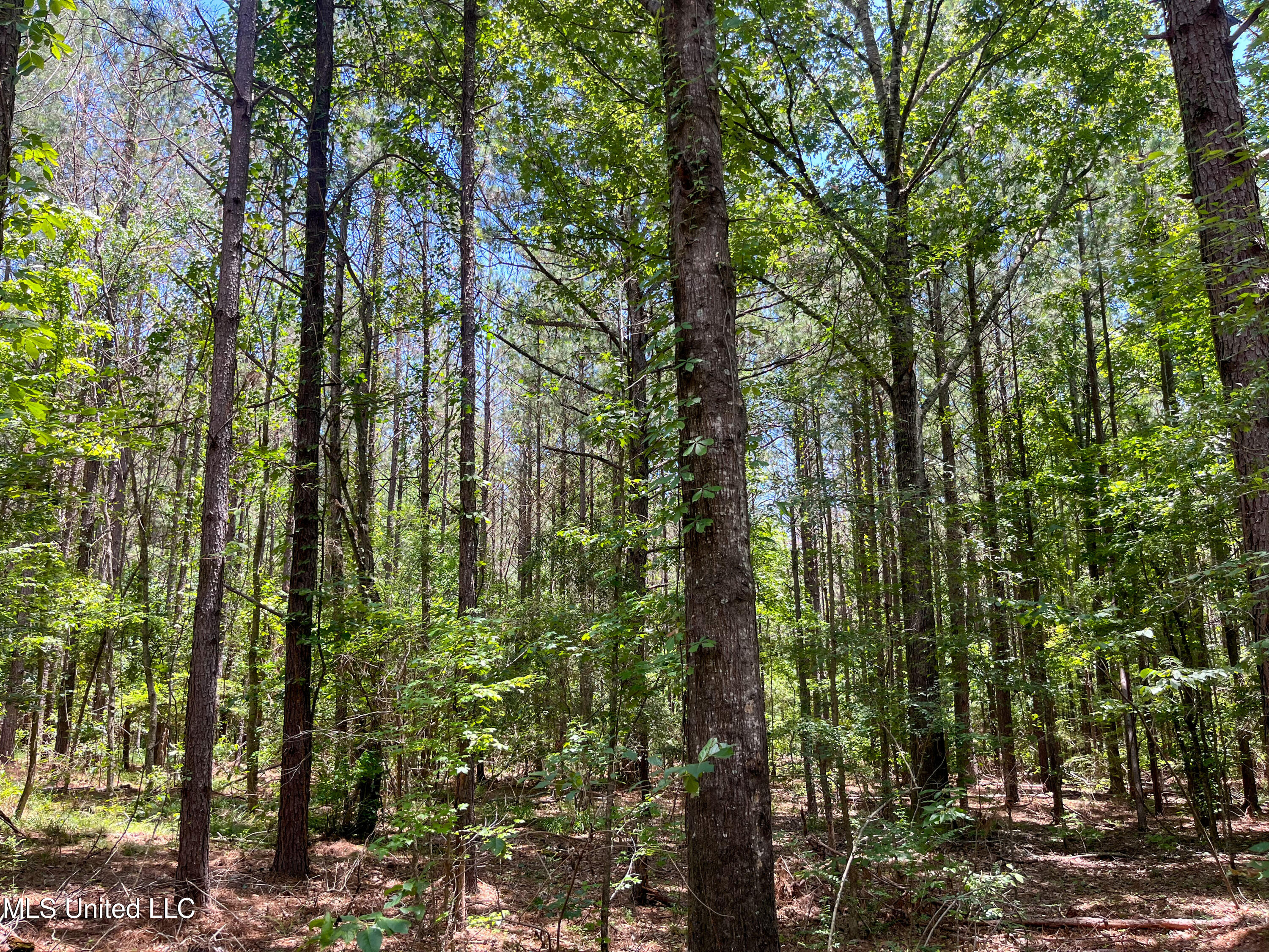Raymond Road, Jackson, Mississippi image 43