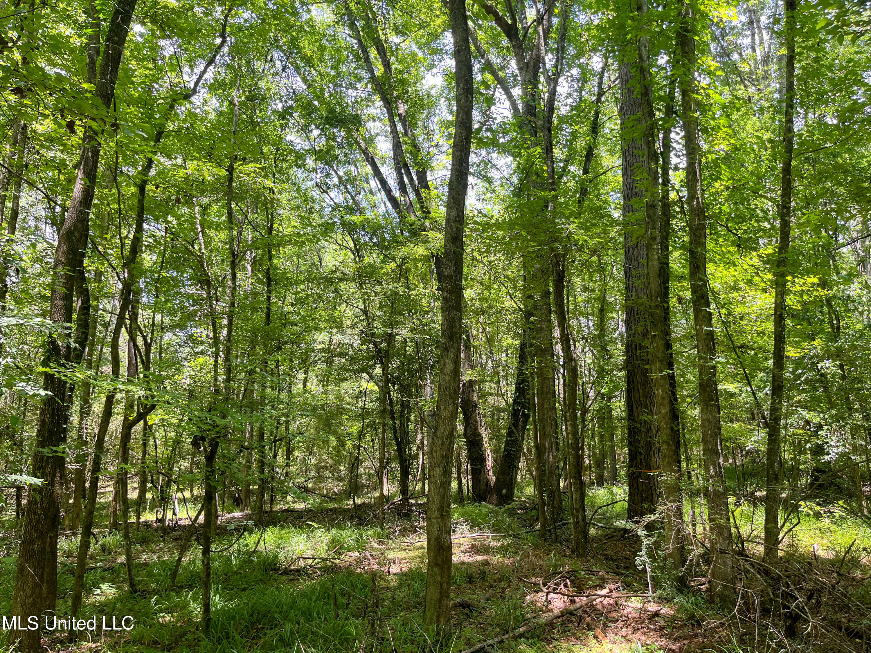 Raymond Road, Jackson, Mississippi image 30