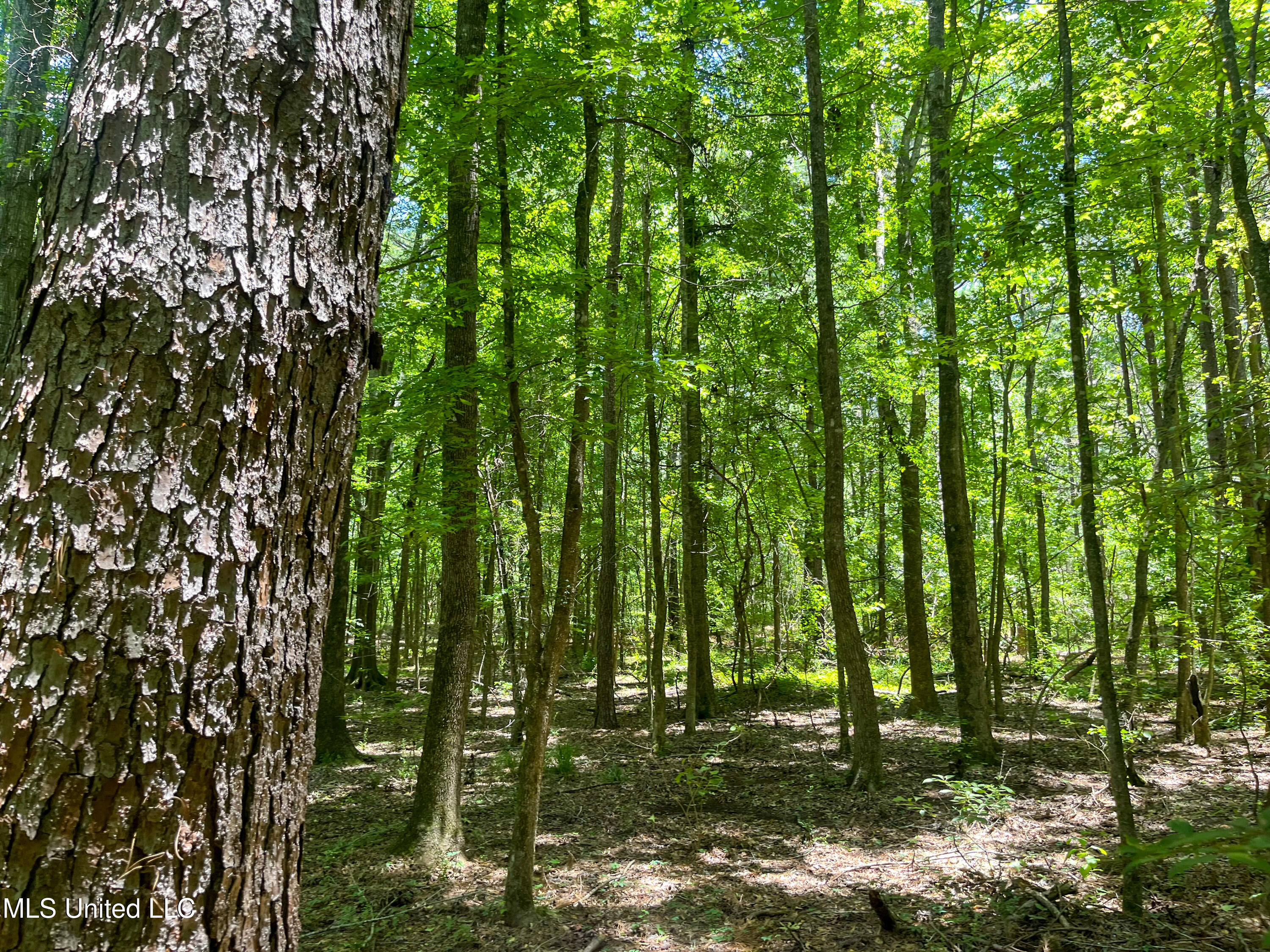 Raymond Road, Jackson, Mississippi image 36
