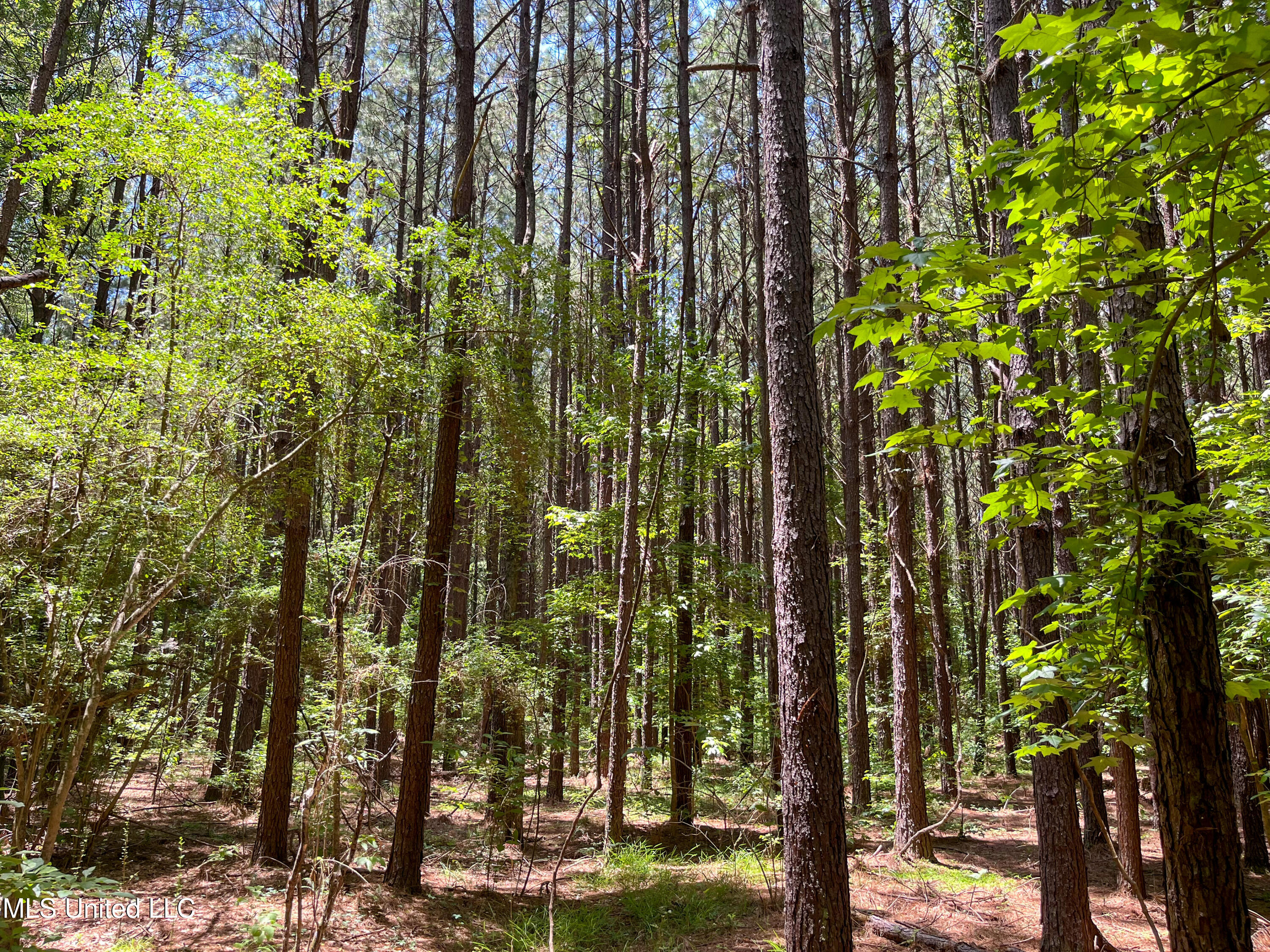 Raymond Road, Jackson, Mississippi image 35