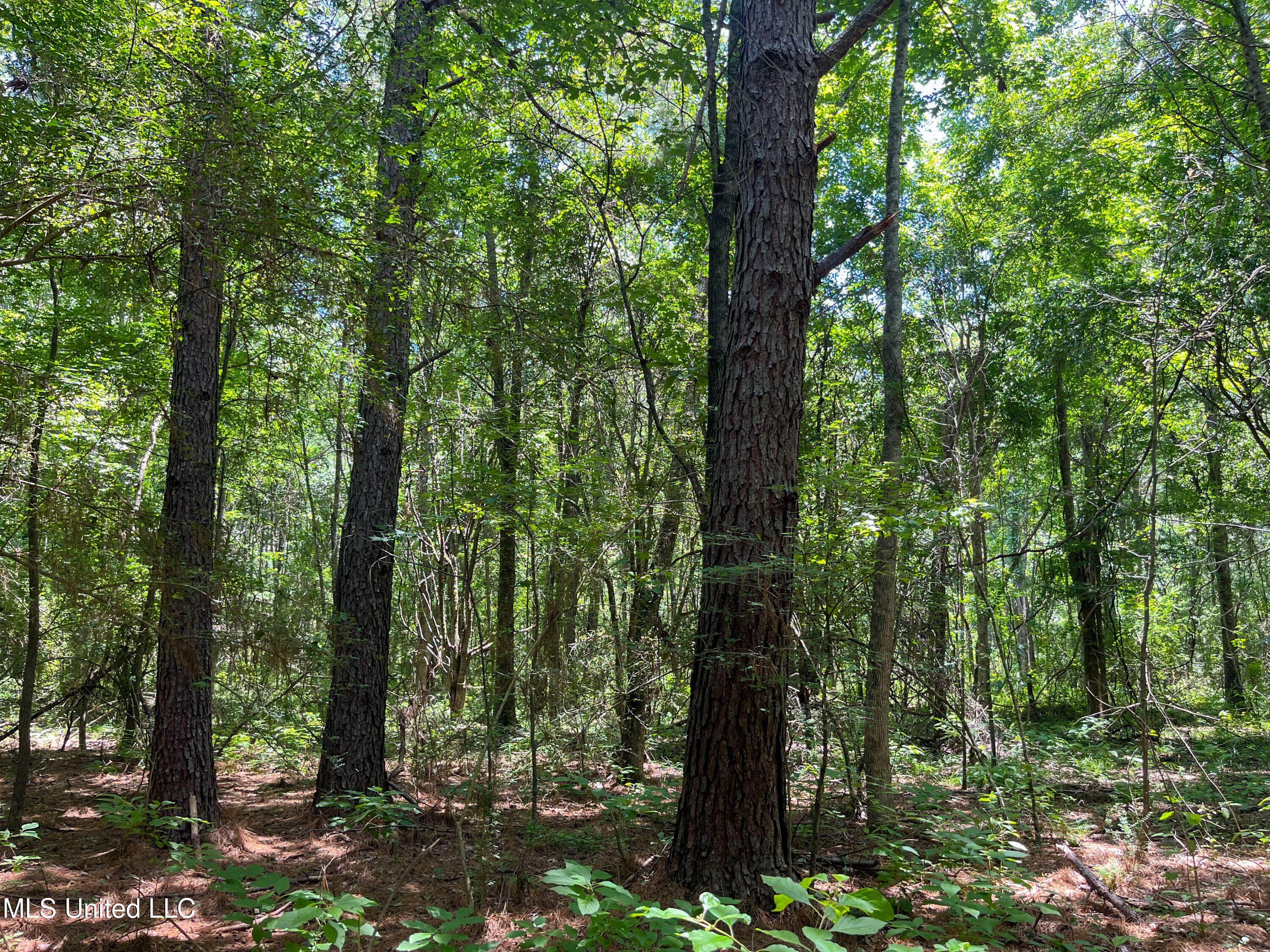 Raymond Road, Jackson, Mississippi image 38