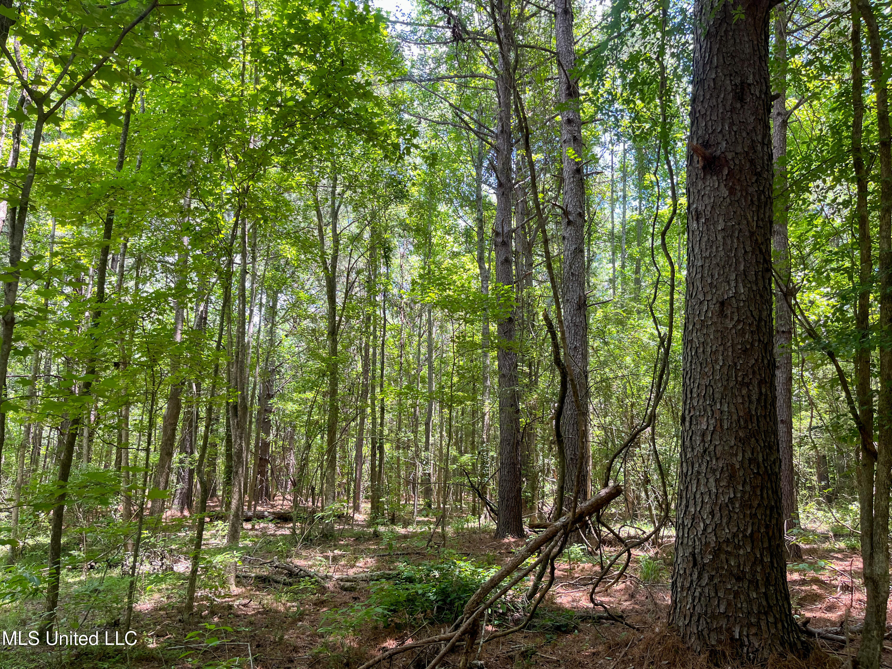 Raymond Road, Jackson, Mississippi image 37