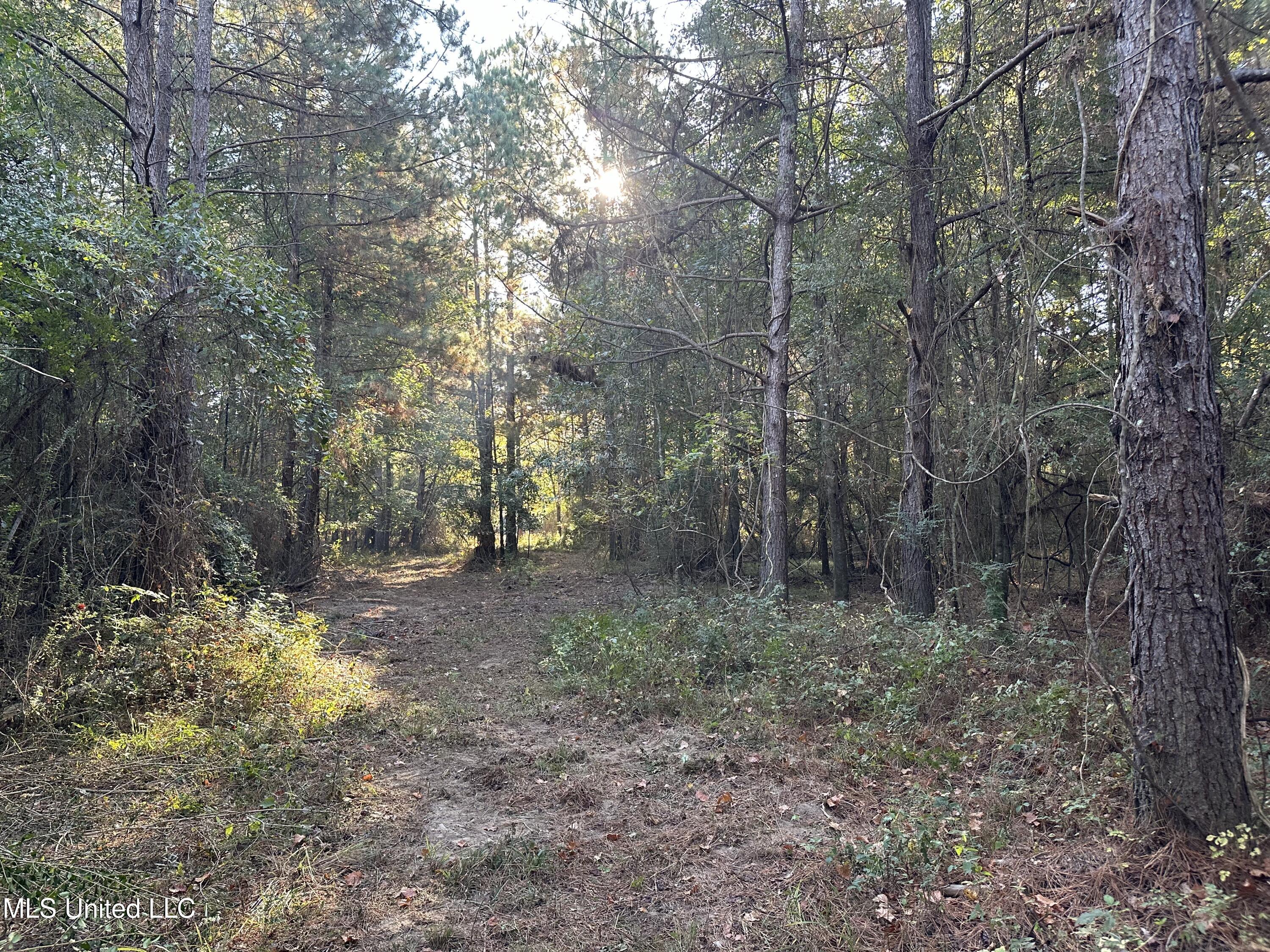 Fox Road, Bogue Chitto, Mississippi image 10