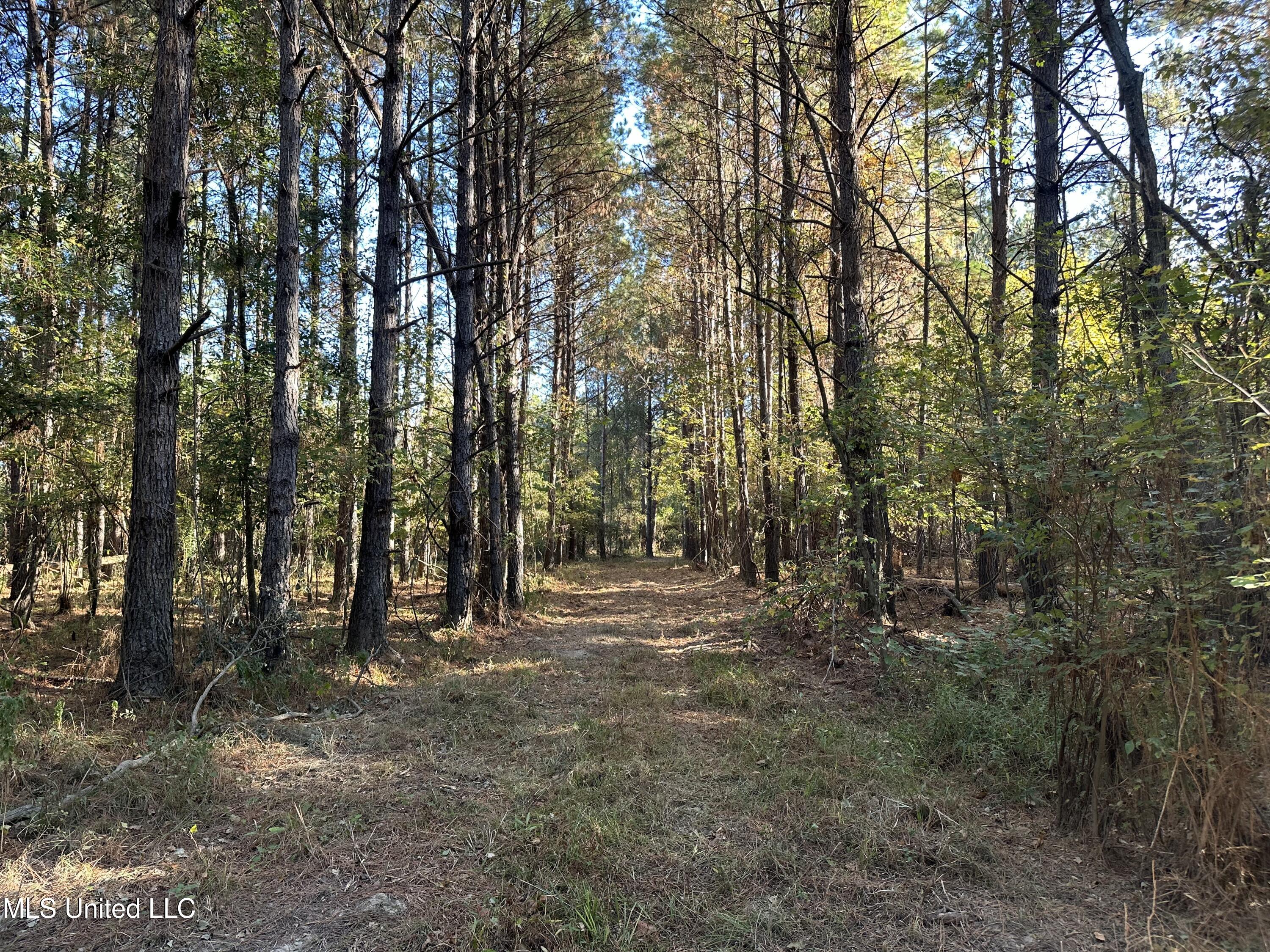 Fox Road, Bogue Chitto, Mississippi image 1