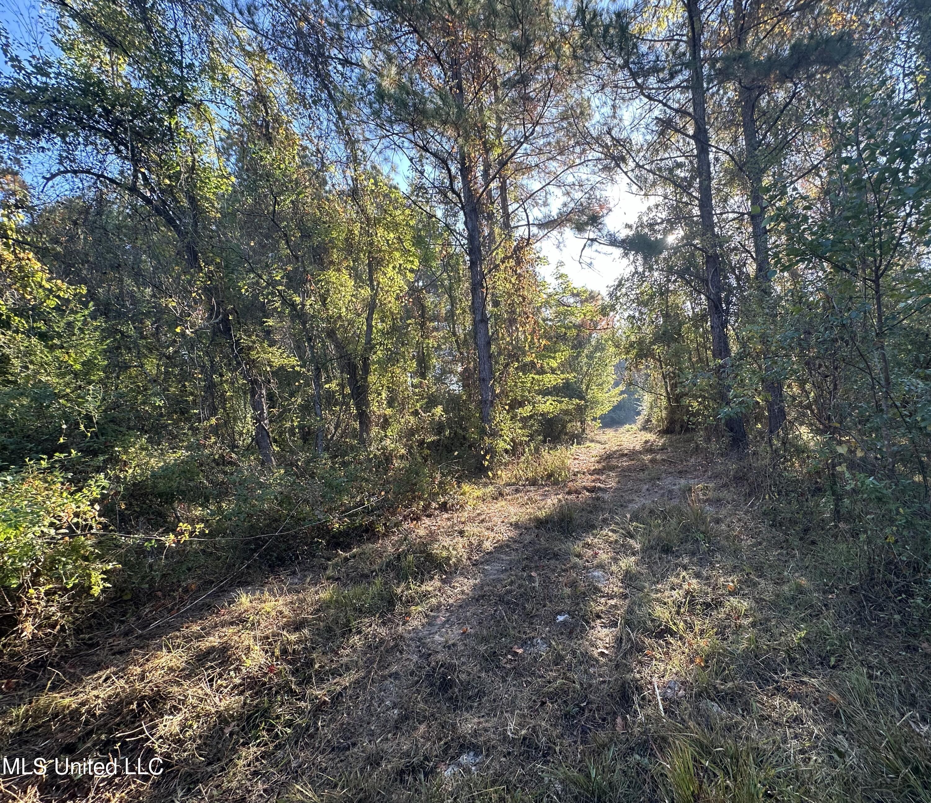 Fox Road, Bogue Chitto, Mississippi image 7