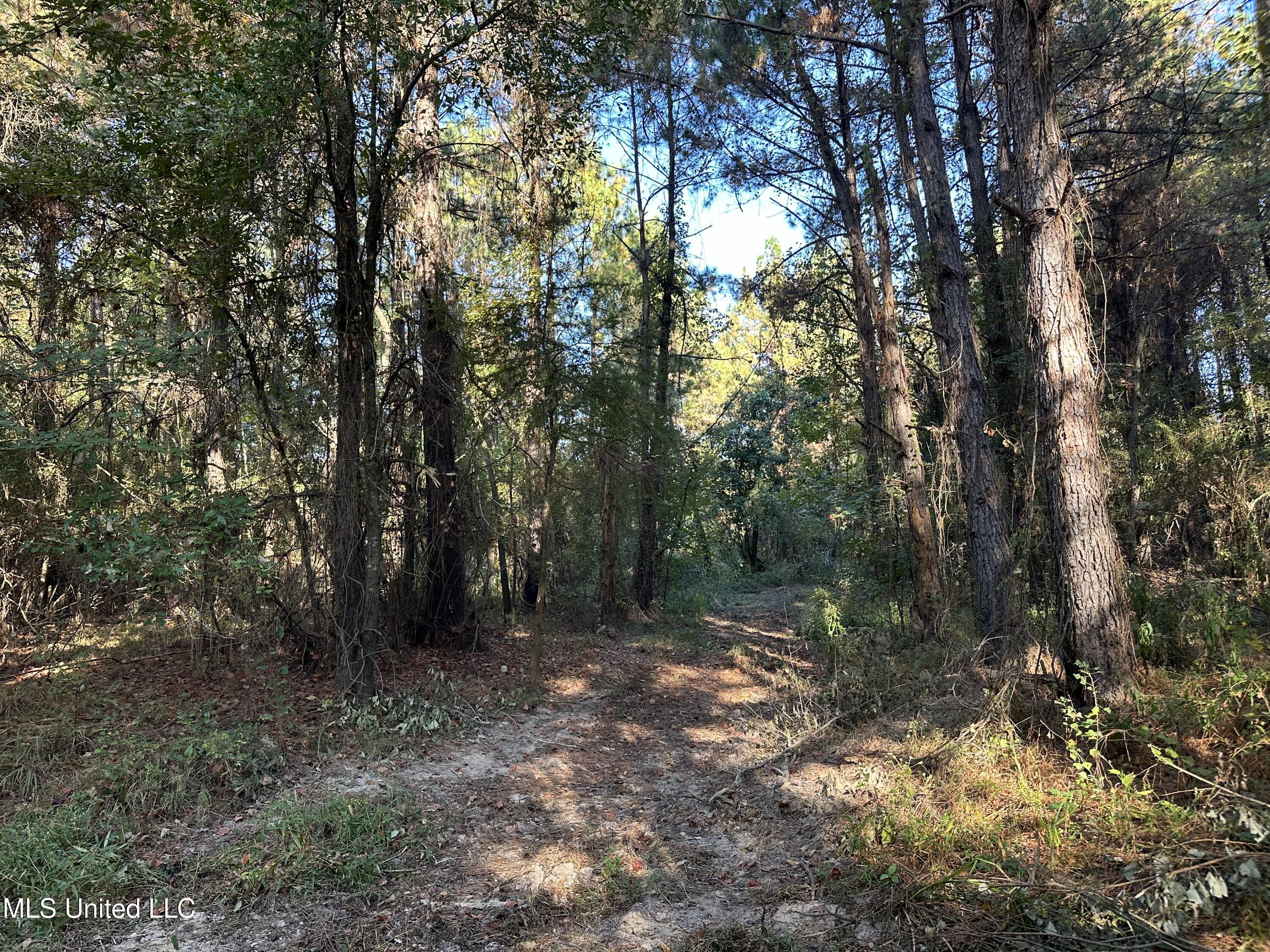 Fox Road, Bogue Chitto, Mississippi image 13