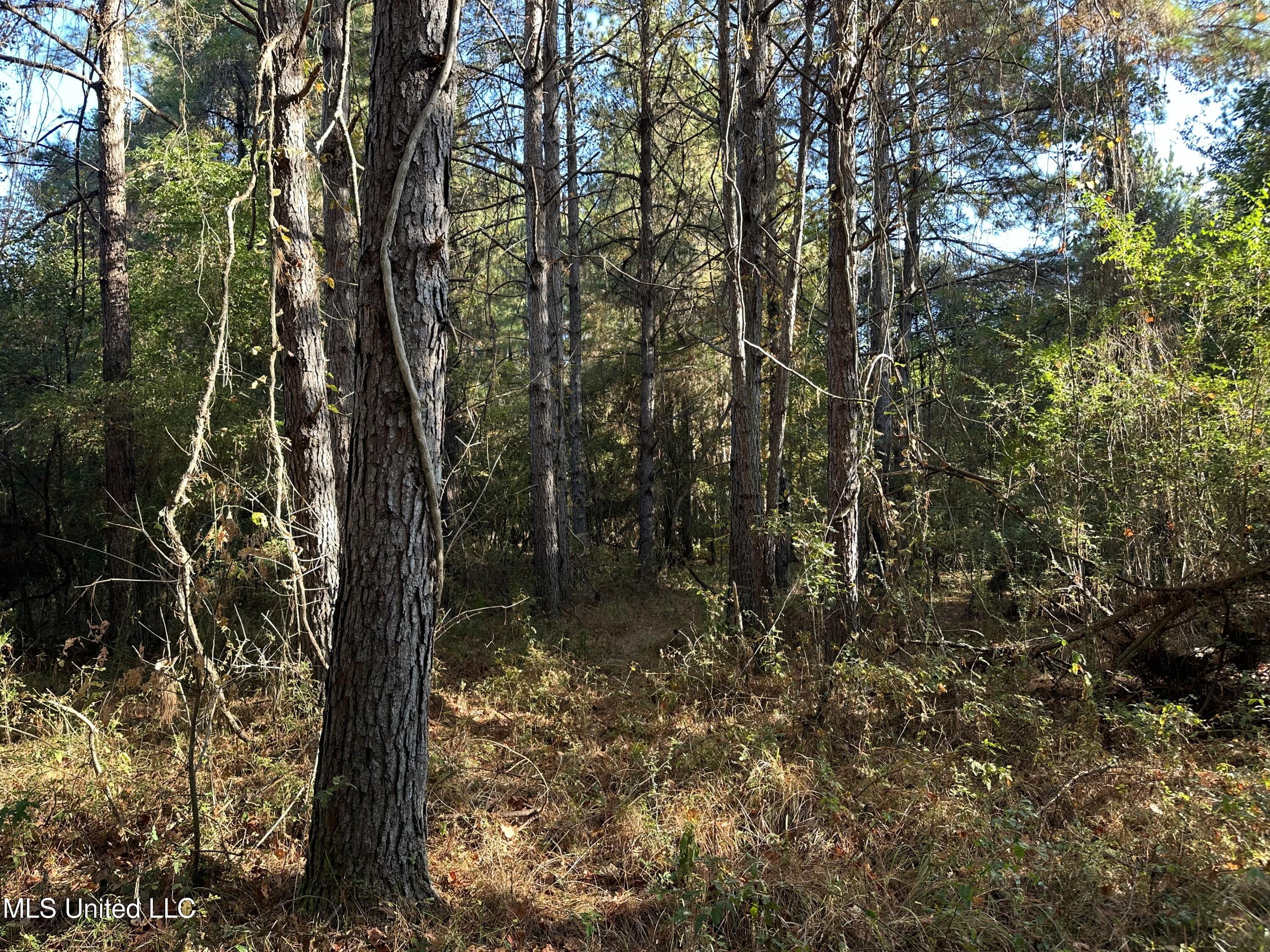 Fox Road, Bogue Chitto, Mississippi image 14