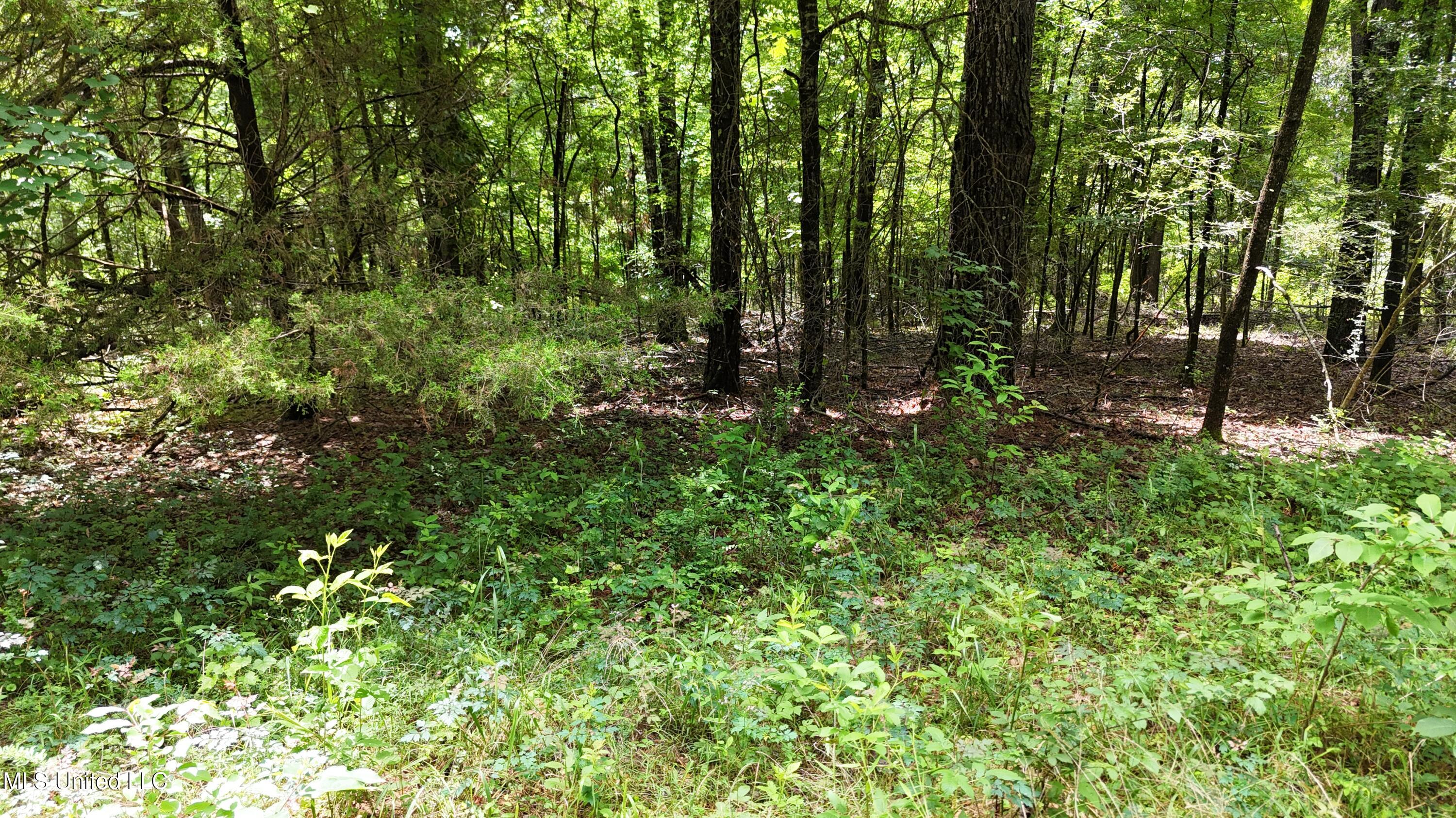 Stout Meadows Lane, Madison, Mississippi image 6
