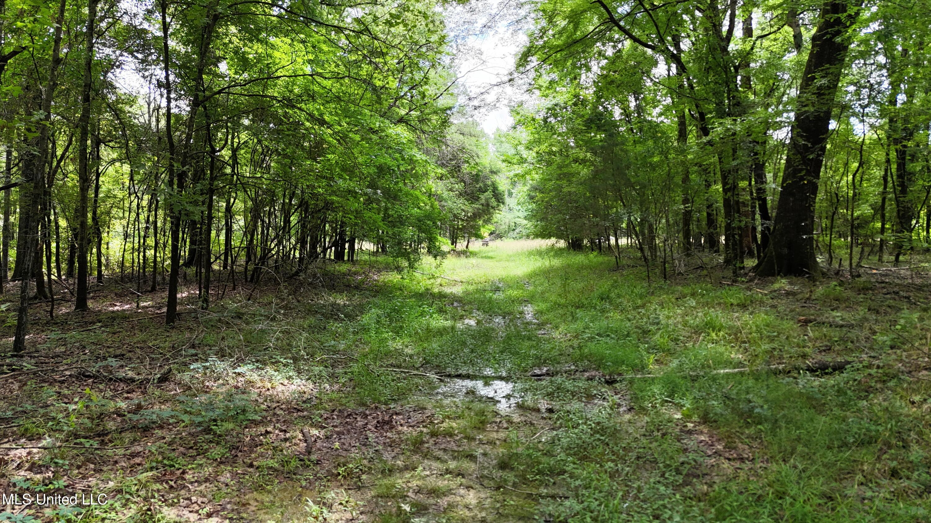 Stout Meadows Lane, Madison, Mississippi image 9
