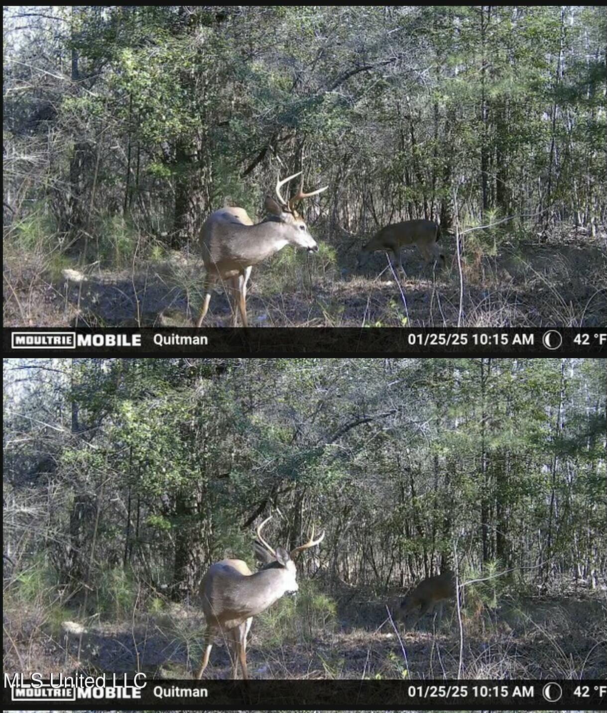 91 County Road 1432, Quitman, Mississippi image 36
