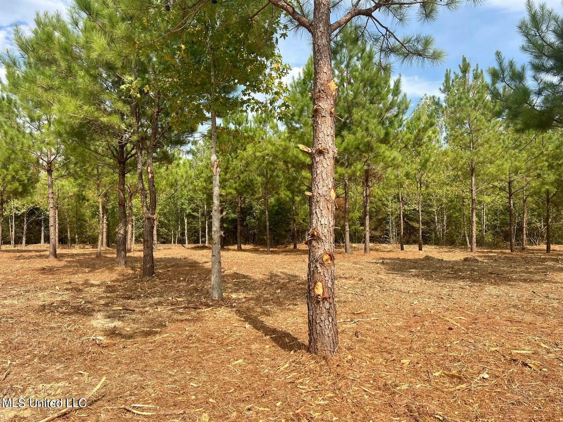 Stout Farms Drive, Madison, Mississippi image 8