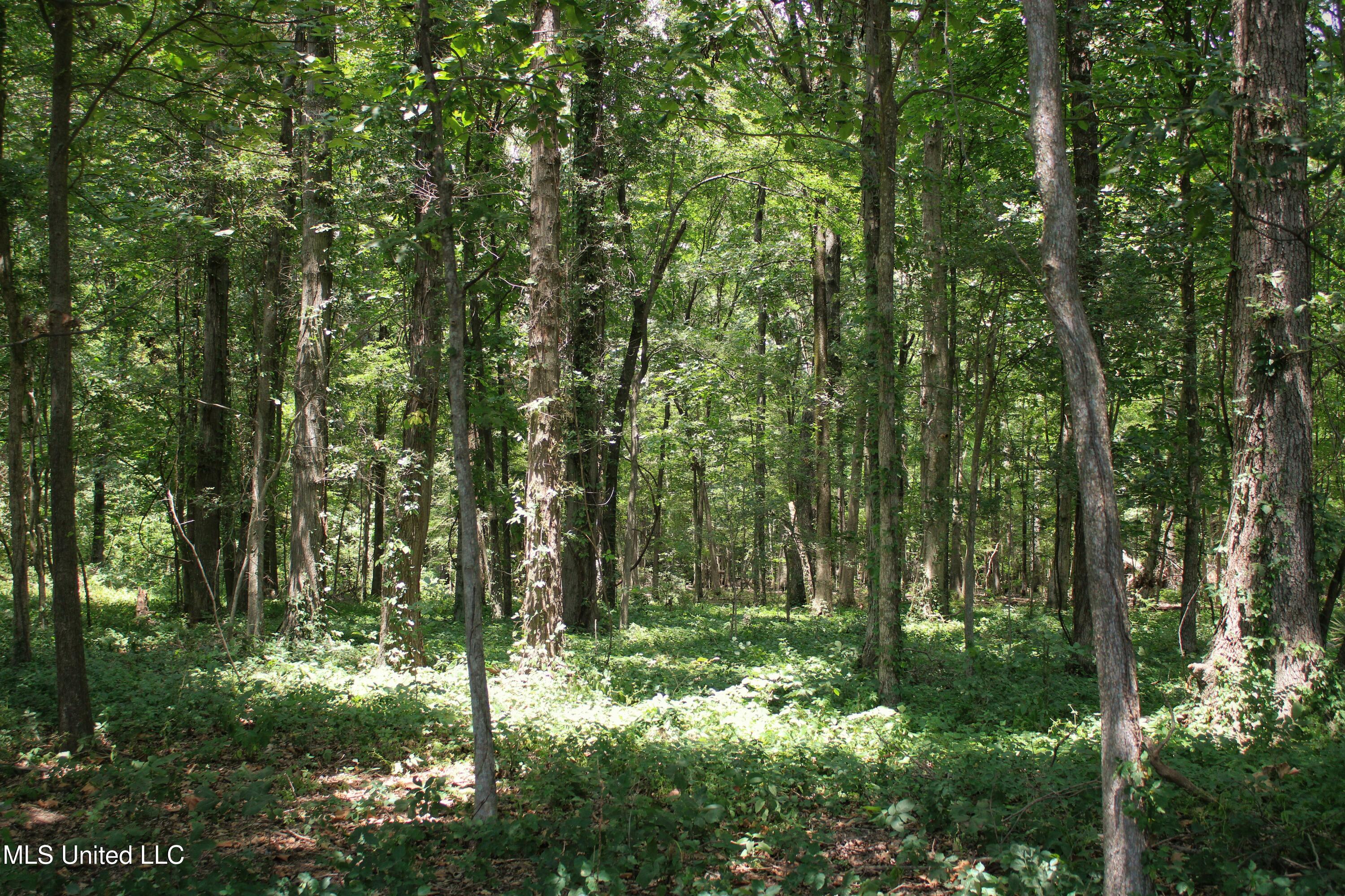 Fox Road, Shaw, Mississippi image 14
