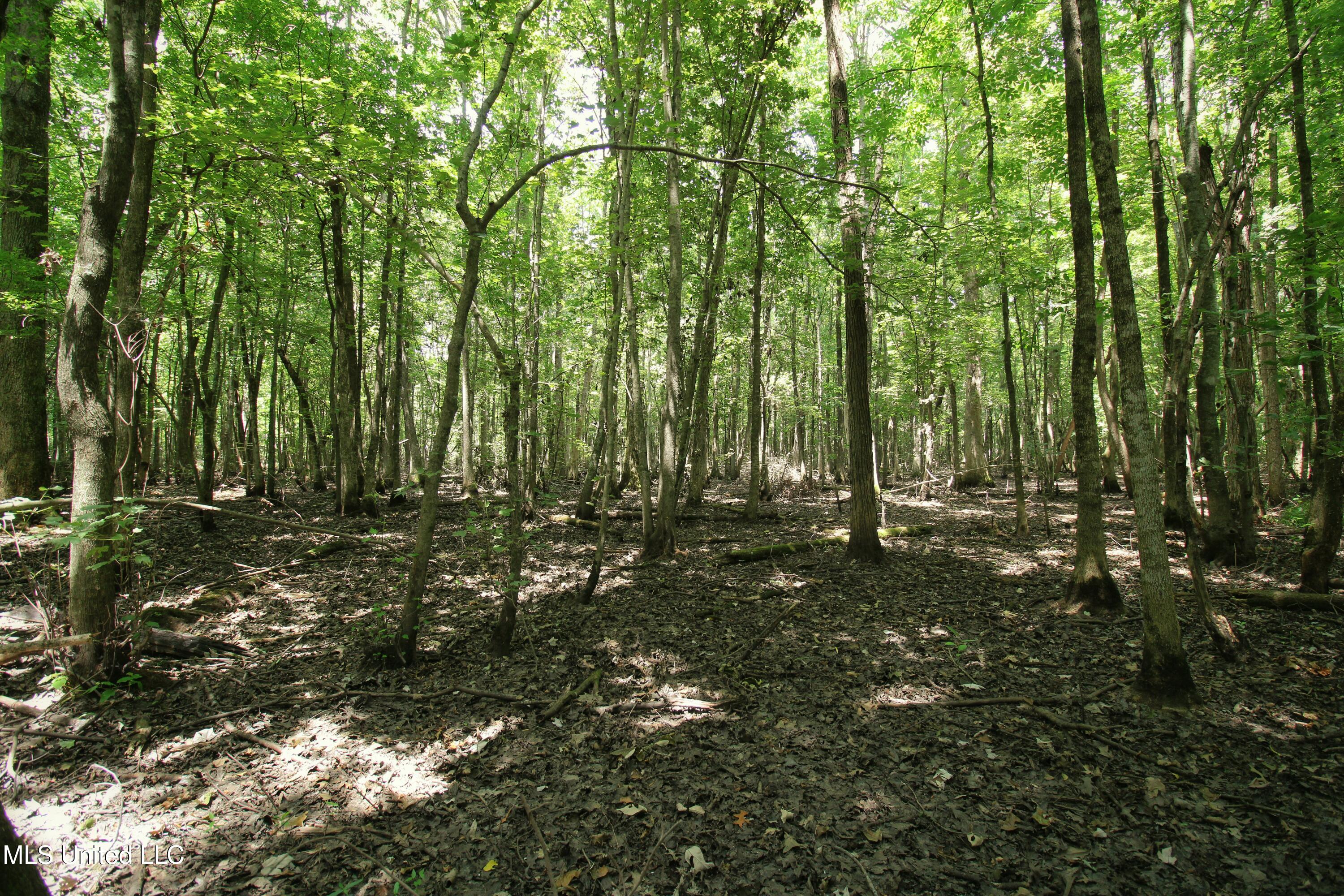 Fox Road, Shaw, Mississippi image 17