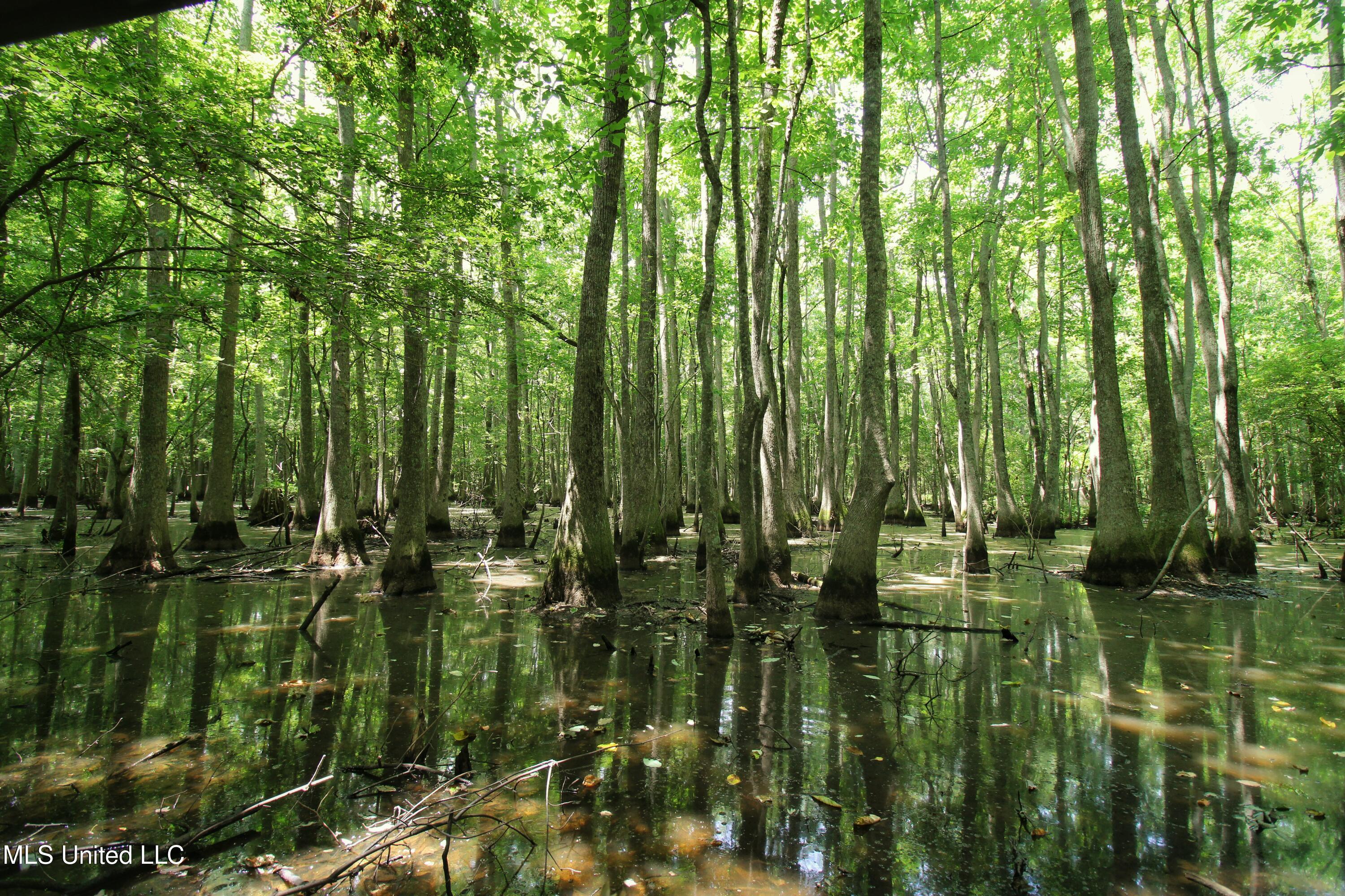 Fox Road, Shaw, Mississippi image 20