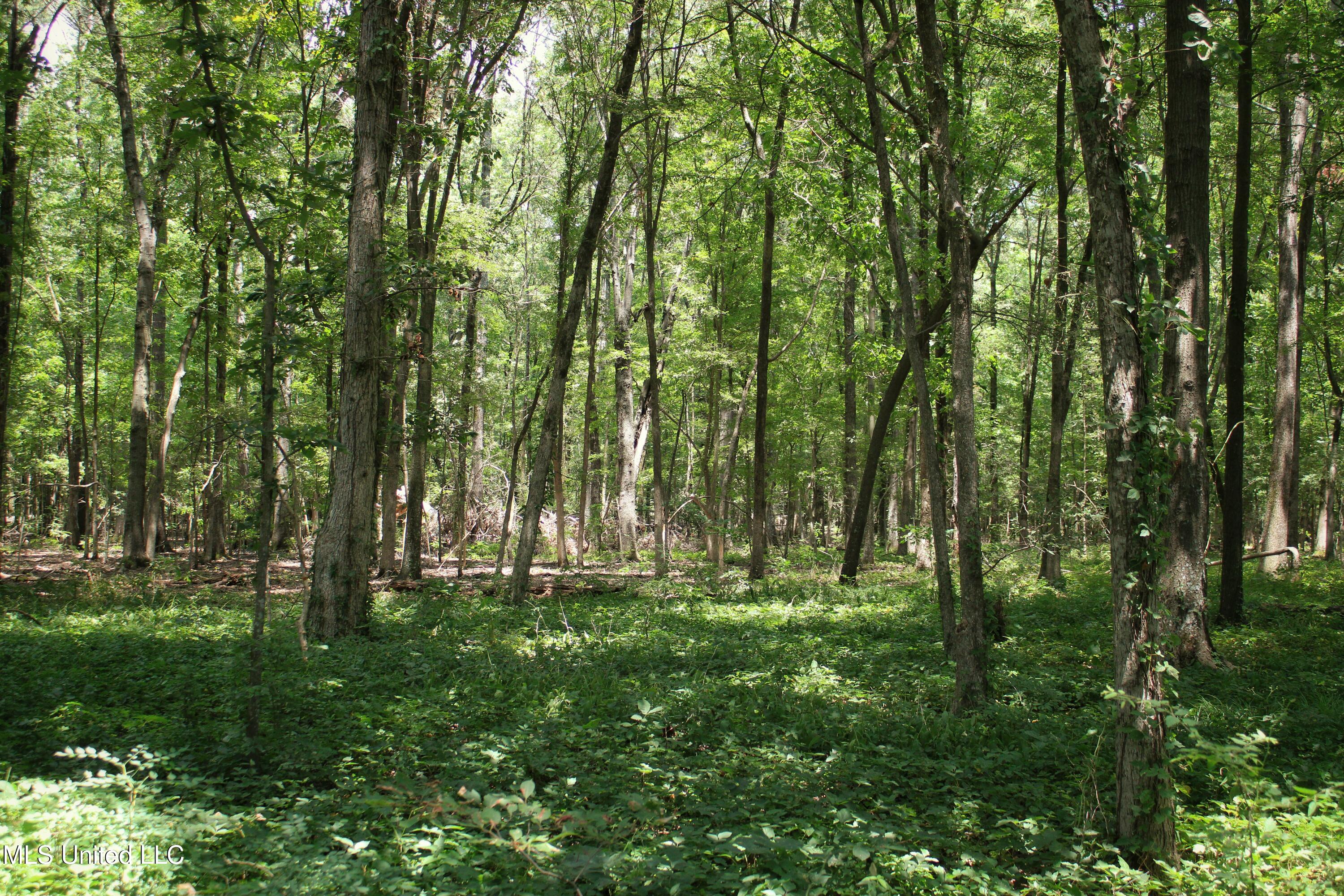 Fox Road, Shaw, Mississippi image 15