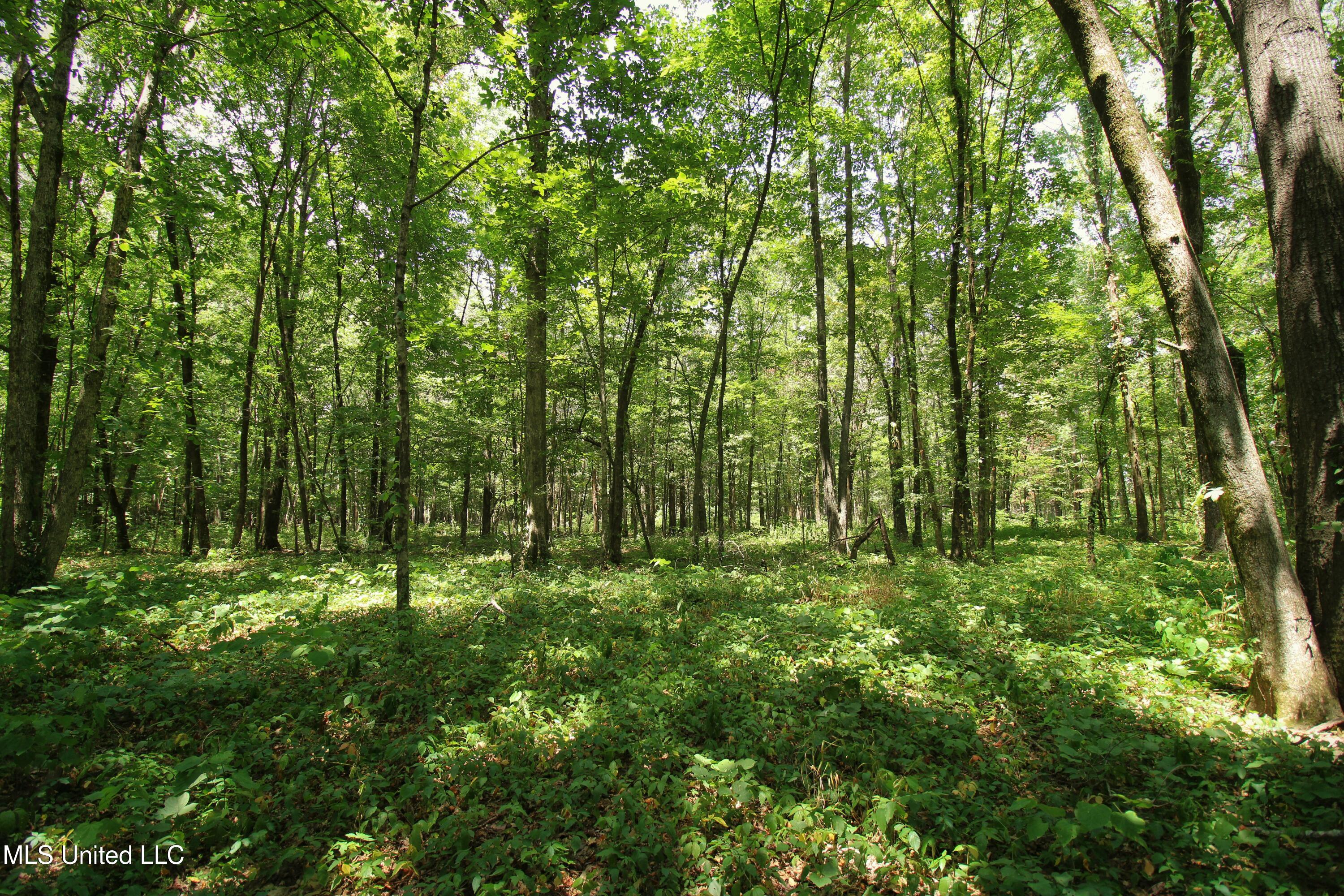 Fox Road, Shaw, Mississippi image 21