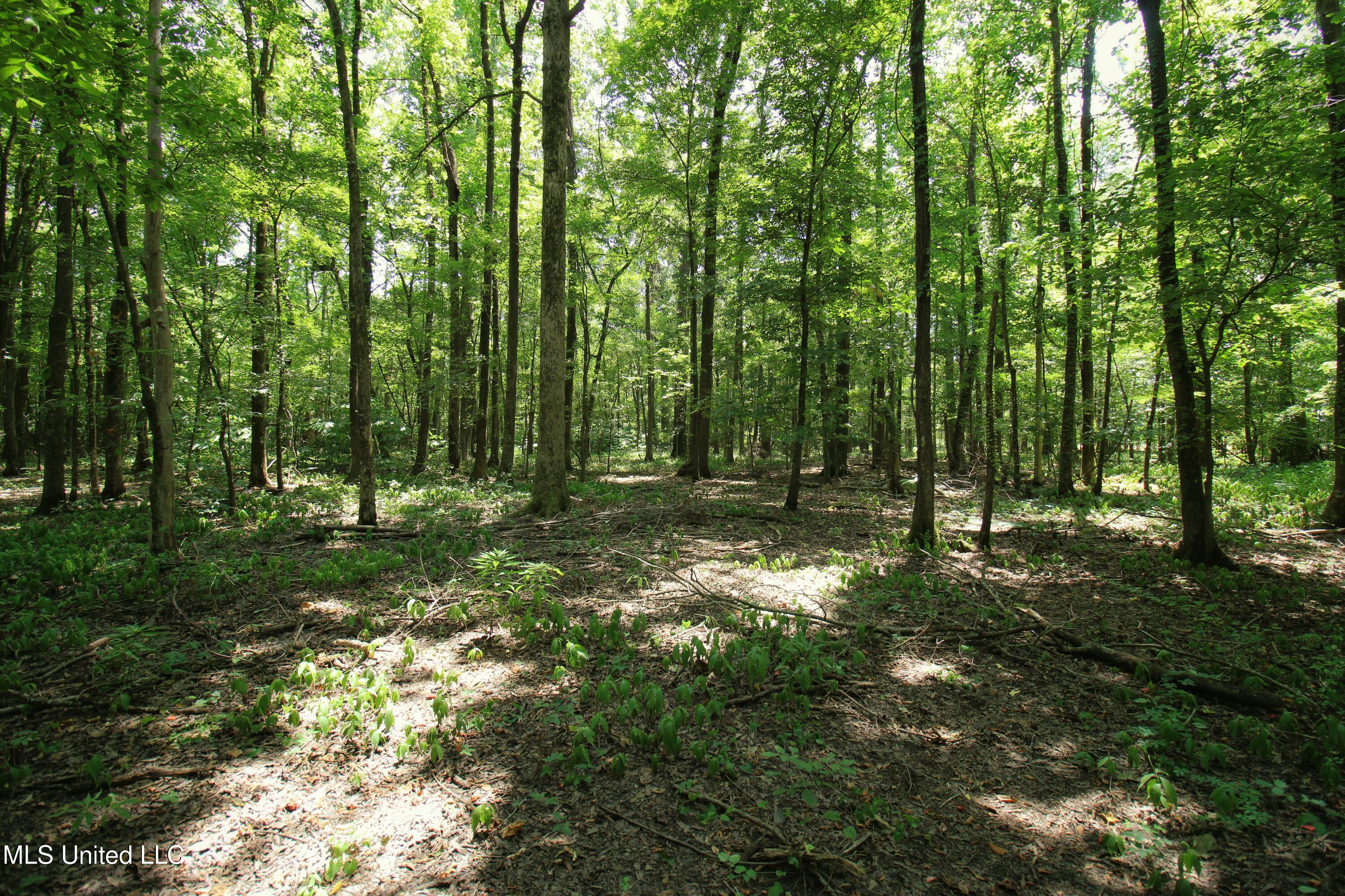 Fox Road, Shaw, Mississippi image 24