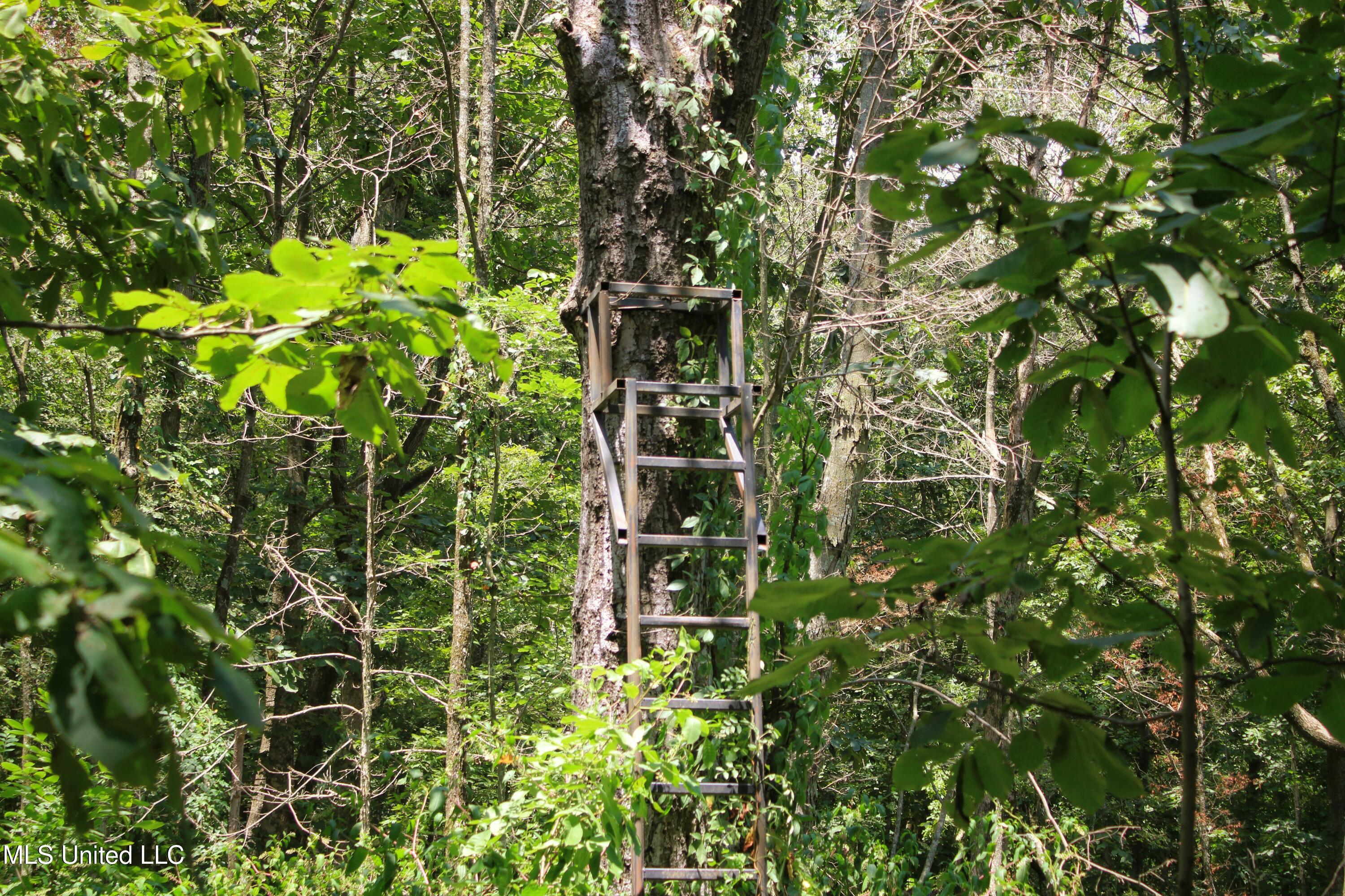 Fox Road, Shaw, Mississippi image 22