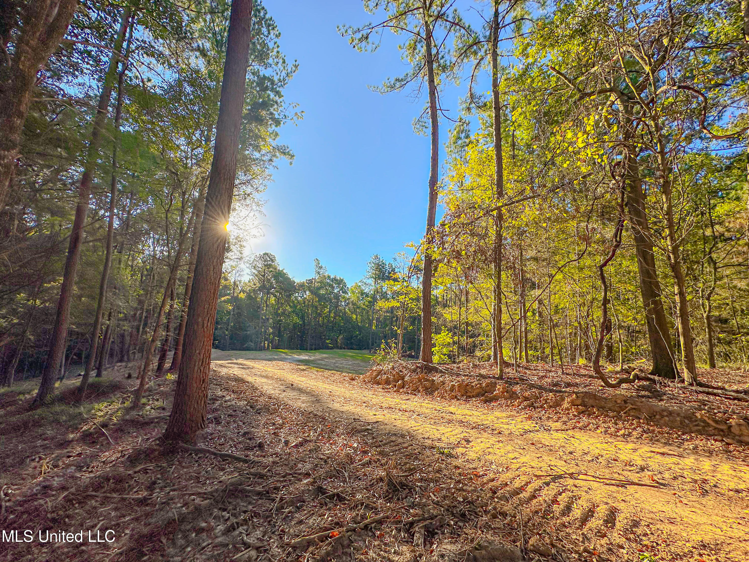 Mount Leopard Road, Flora, Mississippi image 3