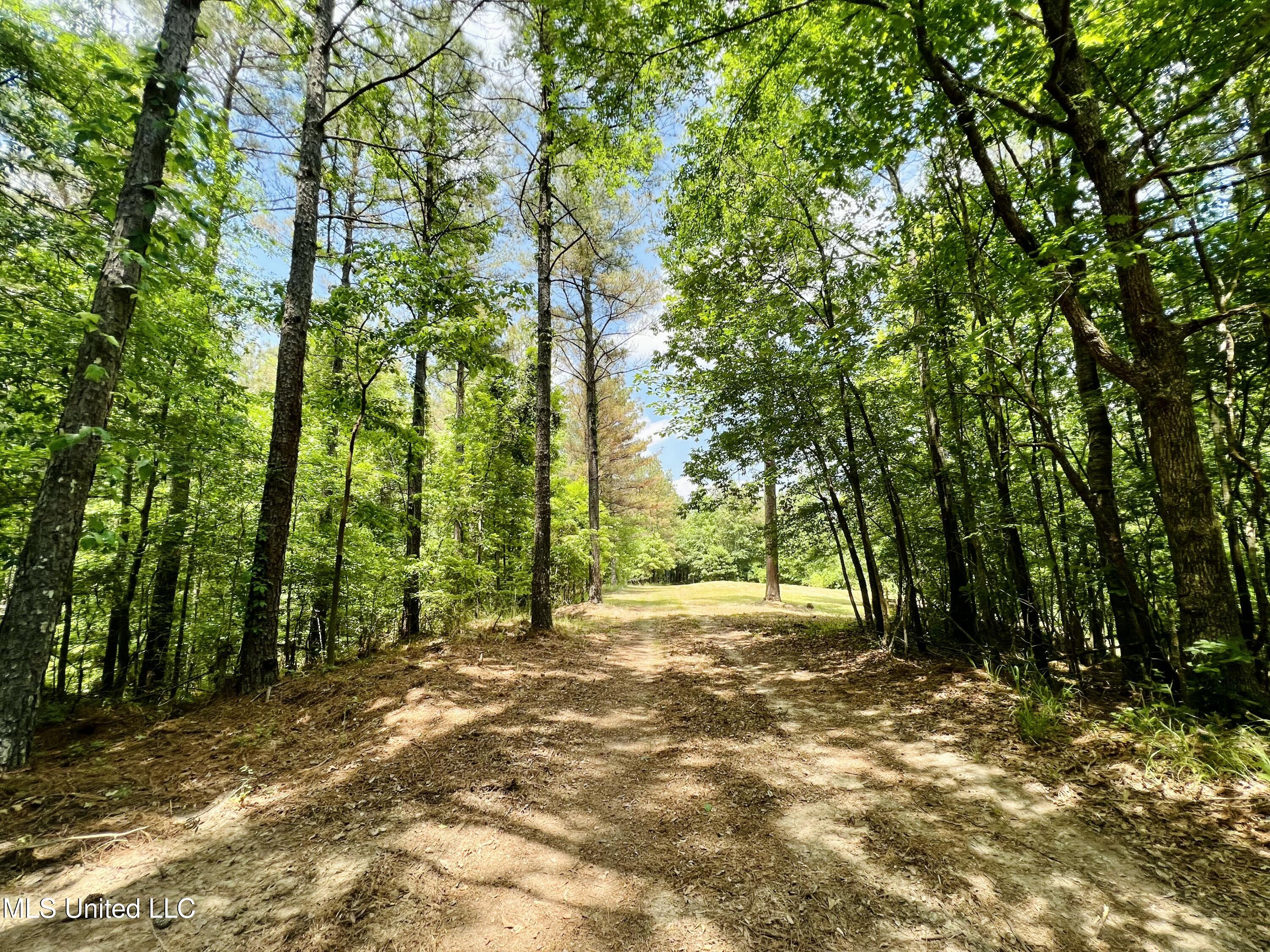 County Road 65, Winona, Mississippi image 15