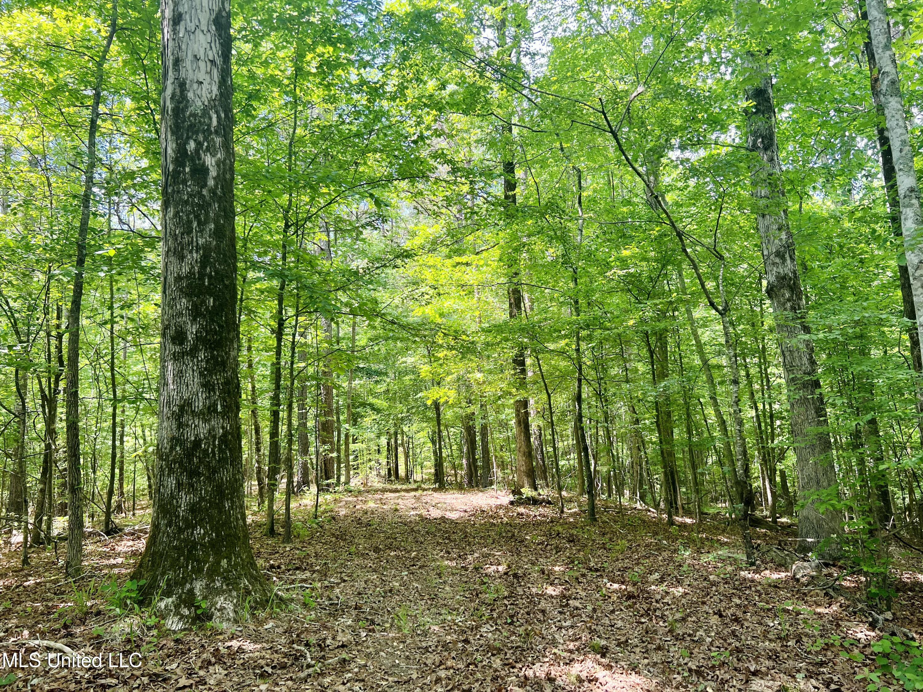 County Road 65, Winona, Mississippi image 3